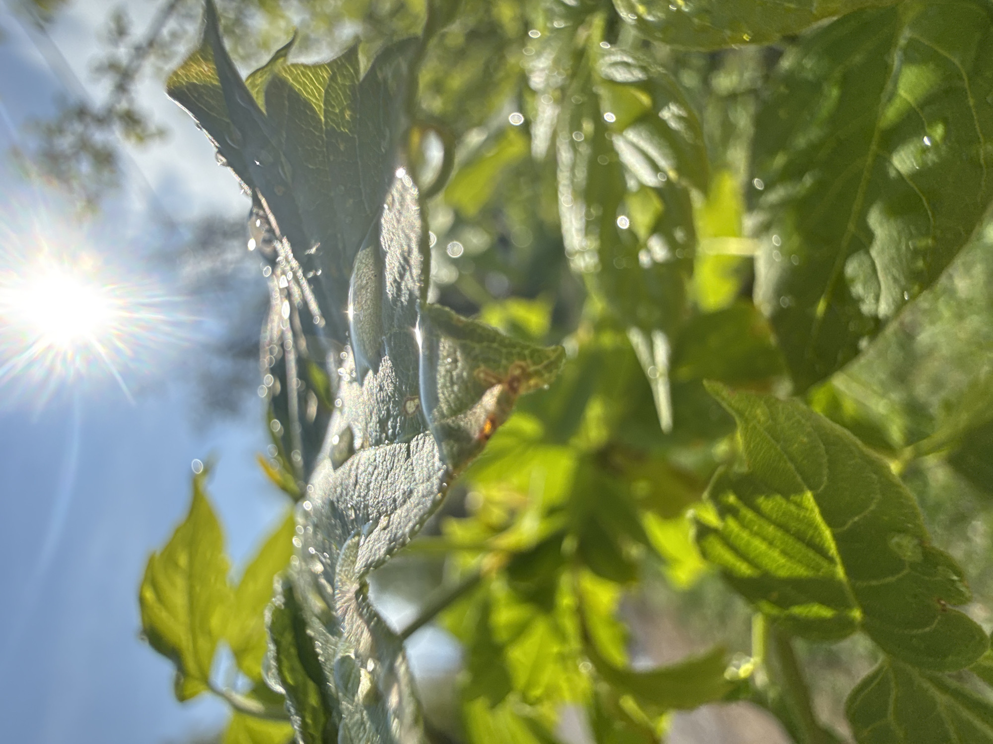 The image shows a close-up view of green leaves, possibly in a garden or natural setting. The leaves have droplets on them, suggesting recent rain or dew. The sun is visible in the background, shining brightly and creating lens flare. Based on the prompt, the scene is purportedly in Dmitrov, Russia, but there are no specific features in the image to independently verify this location. The leaves appear to be from different plants, some smoother and some textured. No people or explicit actions are visible. The focus is on the natural elements and sunlight.
