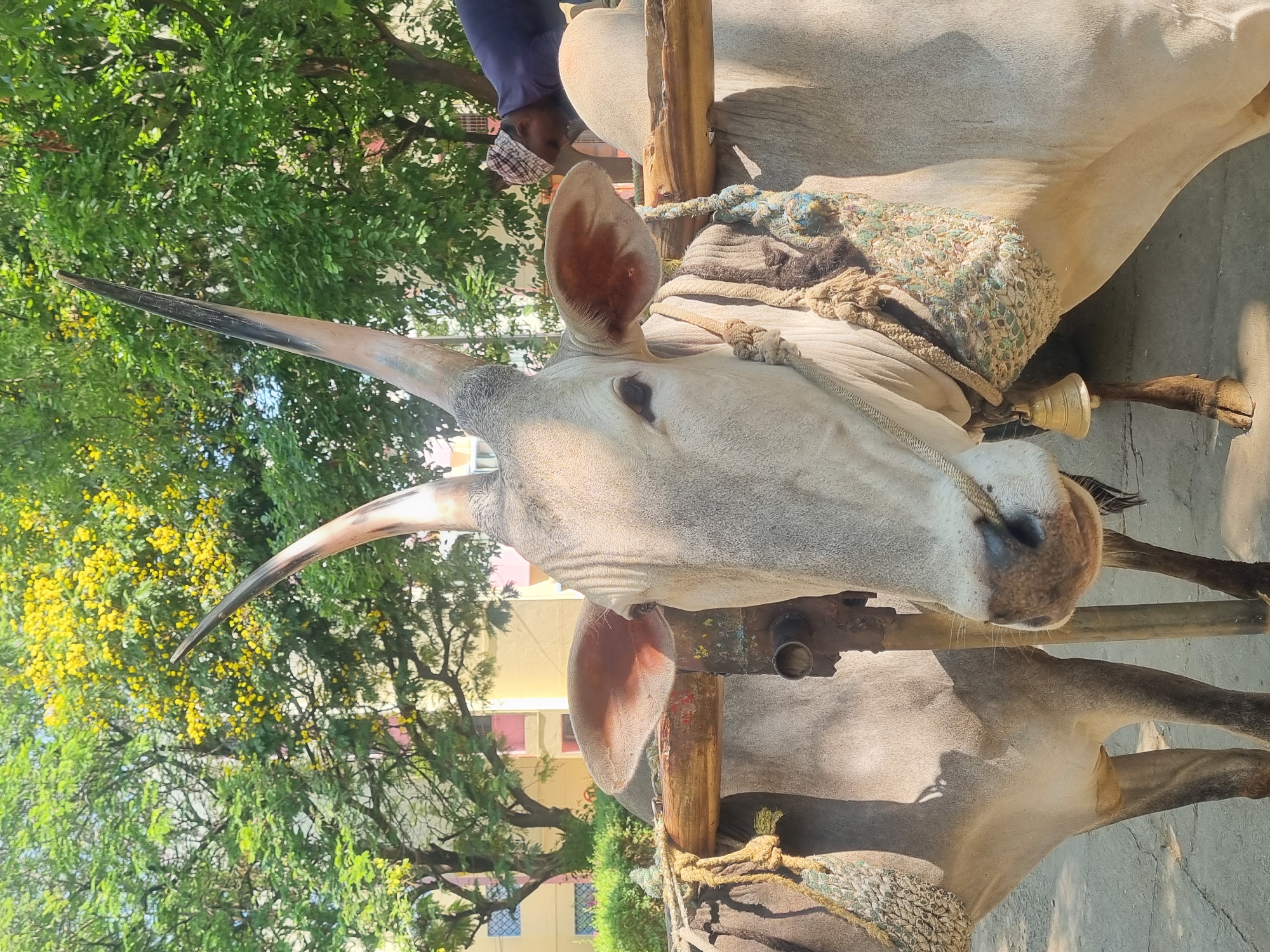 A medium, close-up shot depicts a pair of harnessed oxen standing outdoors in Puttaparthi, India. The head of the ox closest to the camera is angled upward, showcasing its long, sharp horns against a backdrop of green trees and yellow blossoms. The ox's head is primarily pale with prominent ears, and it wears a decorative harness with a small bell. Another ox is partially visible below it. In the background, a man wearing a plaid scarf and blue shirt stands near the oxen. The environment suggests an urban or semi-urban setting in India.