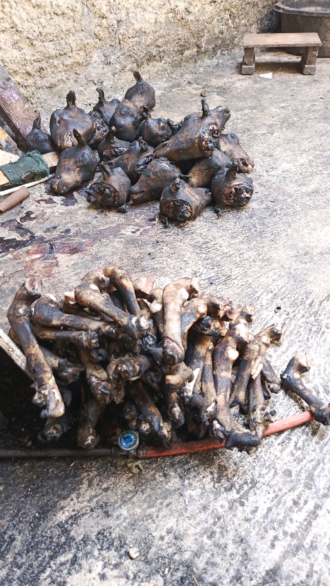 In Pekauman Kulon, Indonesia, an outdoor scene unfolds on a concrete surface near a textured, light-colored wall. In the upper portion of the image, a pile of approximately twenty animal heads, appearing singed and darkened, rests on the ground. Some heads exhibit visible facial features and open mouths. To the left, a piece of green netting and some wooden planks are present. In the background, a small, simple wooden bench with two legs is visible.
The lower section of the image showcases a large mound of what appear to be animal trotters, also singed and dark, piled in a shallow tray or container. A red hose and a blue metal object, possibly a valve or regulator, are situated at the bottom edge of the trotters' pile. The concrete ground is stained with dark patches and what appears to be blood. The overall impression is of a food preparation or processing area, likely a butcher's stall or market.
