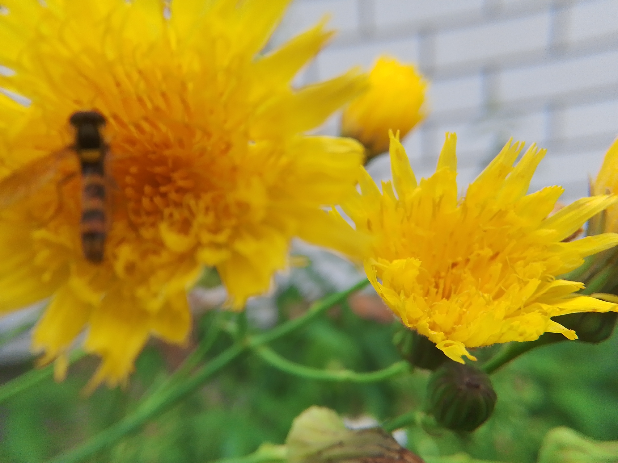 A close-up, low-angle, outdoor shot captures a bright yellow, dandelion-like flower in the foreground, with another similar flower slightly out of focus to the right. A hoverfly, characterized by its black and yellow striped body, is positioned in the center left of the frame, partially obscured by the petals. The background shows a blurred white brick wall, suggesting an urban or suburban environment. The scene appears to be in Dobrograd, Russia, based on the provided context.