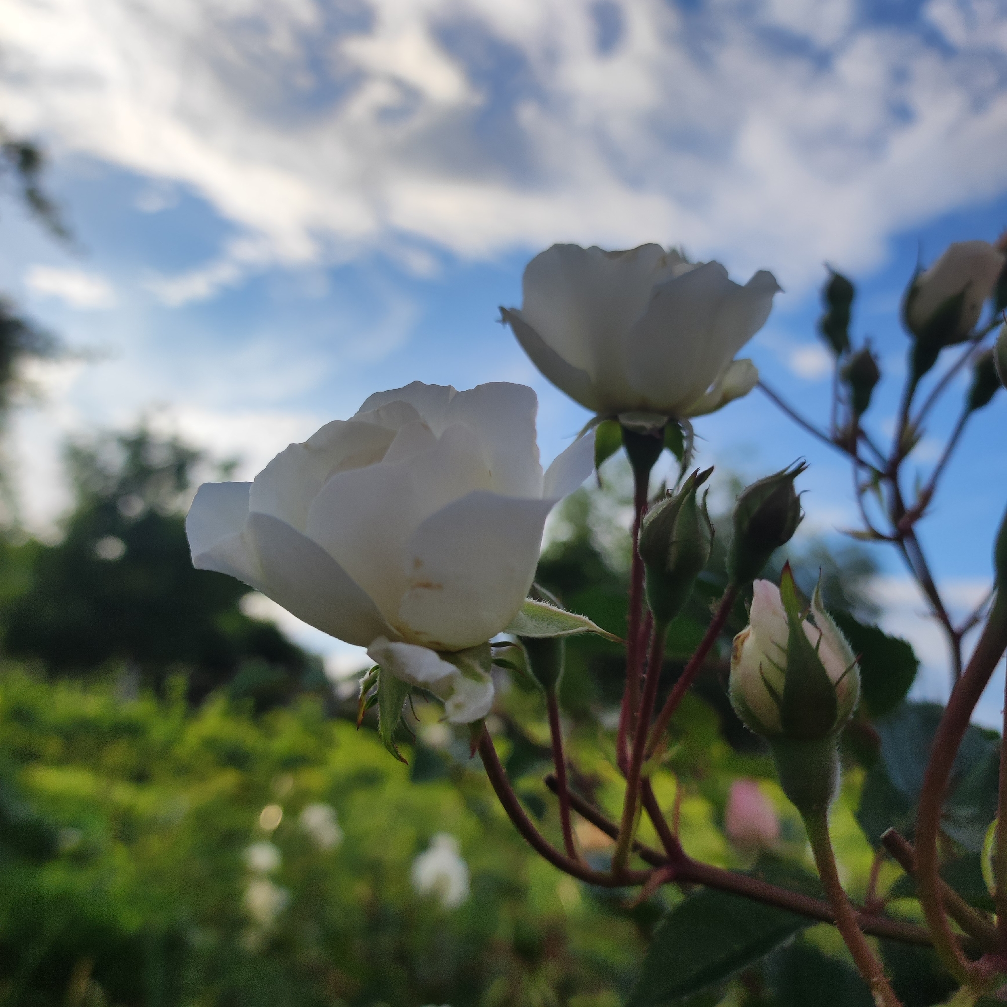 This is a close-up, low-angle outdoor photograph of white rose blossoms and buds against a bright blue sky with scattered white clouds. The foreground is dominated by two white rose flowers, one in sharp focus on the left and another slightly blurred in the upper right. Several rosebuds, varying in their stage of development, are visible on thorny stems, some with a hint of pink. The background features a soft-focus green landscape, likely foliage and trees, with a few out-of-focus white flowers and possibly a hint of pink in the distance. The lighting suggests it is daytime, with the sun illuminating the scene from behind or to the side, creating a bright, slightly backlit effect on the petals. The image composition emphasizes the delicate beauty of the roses and the expansive sky. No people are present in the image. The location is specified as Navoloki, Russia, suggesting this photograph was taken in a garden or natural setting within that city.