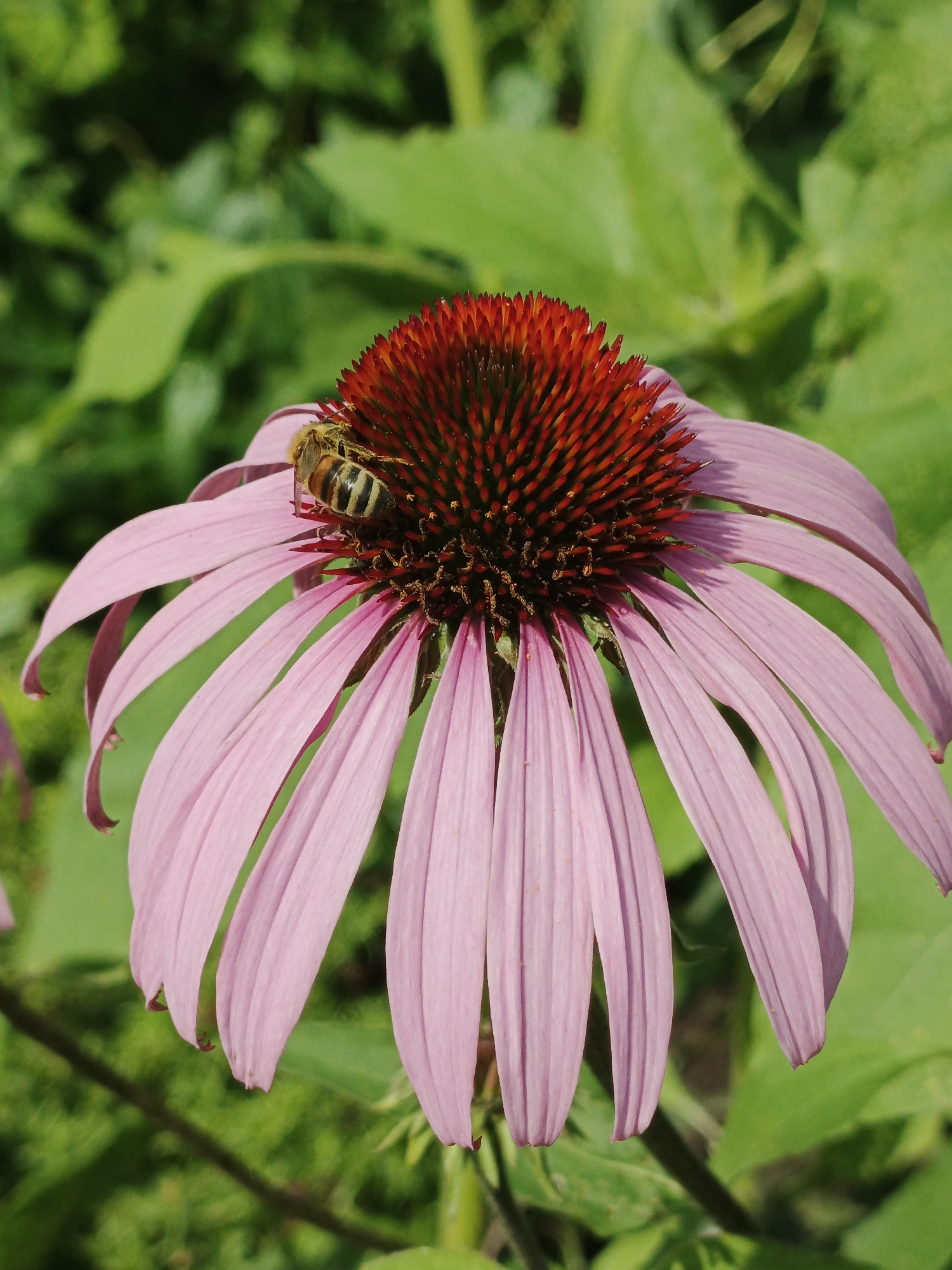 A close-up, eye-level shot captures a honeybee on a vibrant pink coneflower. The bee, with its distinctive black and yellow stripes, is positioned on the flower's reddish-brown central cone, appearing to collect pollen. The coneflower's petals droop downwards, creating a dynamic visual. The background is filled with soft-focus green foliage, suggesting a natural, outdoor setting, possibly in Medvedyovka, Russia. The lighting is bright and natural, highlighting the textures and colors of both the bee and the flower.