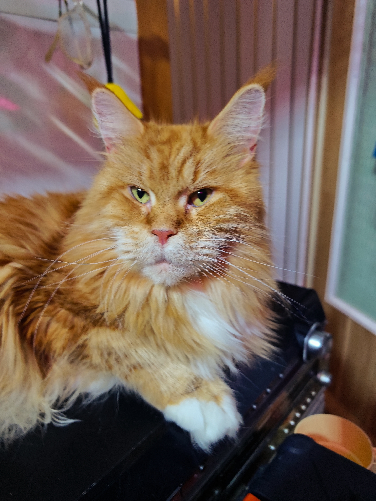 An orange tabby Maine Coon cat with green eyes and white markings on its chest and paws is resting on a dark, reflective surface. The cat is positioned centrally in the frame, with its head turned slightly to the left, looking directly at the camera. Its fur is long and fluffy, characteristic of the breed. The background is blurred, showing vertical wooden panels in a light brown hue, and some indistinct objects are visible on the left side, including what appears to be a pair of glasses hanging. The overall lighting is warm, with some pink and yellow hues in the background. This scene is not located in the city of Abakan, Russia; it is a photograph of a cat indoors.