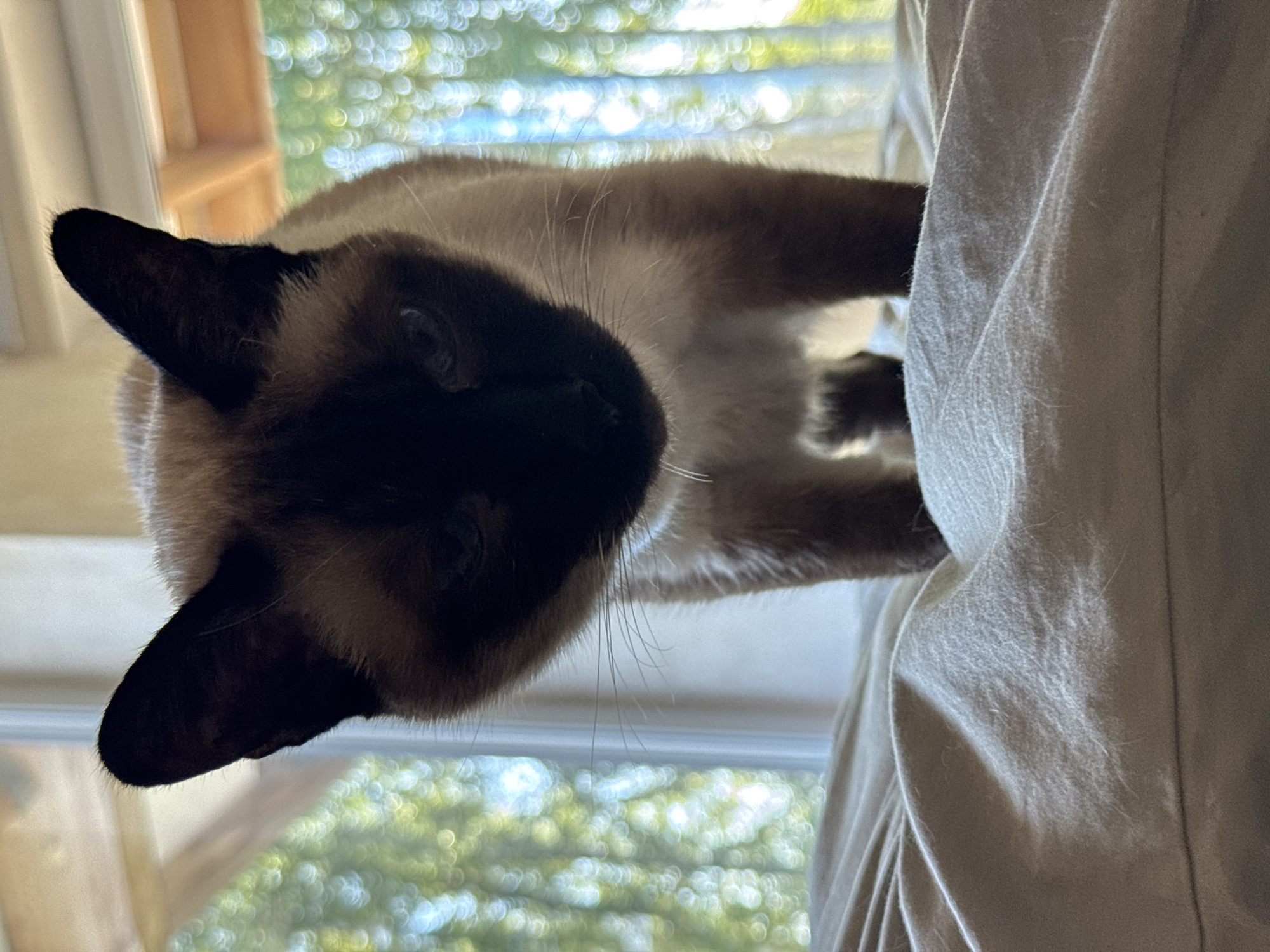A low-angle, close-up, eye-level shot shows a Siamese cat standing on a wrinkled, off-white duvet. The cat is facing forward, with its head tilted down and slightly to the left. Its body is mostly visible, with its forelegs positioned on the duvet in front of its hind legs. The background is blurred, showing a window with sunlight streaming through, creating bokeh effects of green and white. The cat's fur is a light brown with darker points on its ears, face, and paws. The duvet appears to be made of cotton or a similar material. The setting appears to be indoors, possibly a bedroom, with natural light coming from a window. There is no indication of the location being in Steklyannyi, Russia.