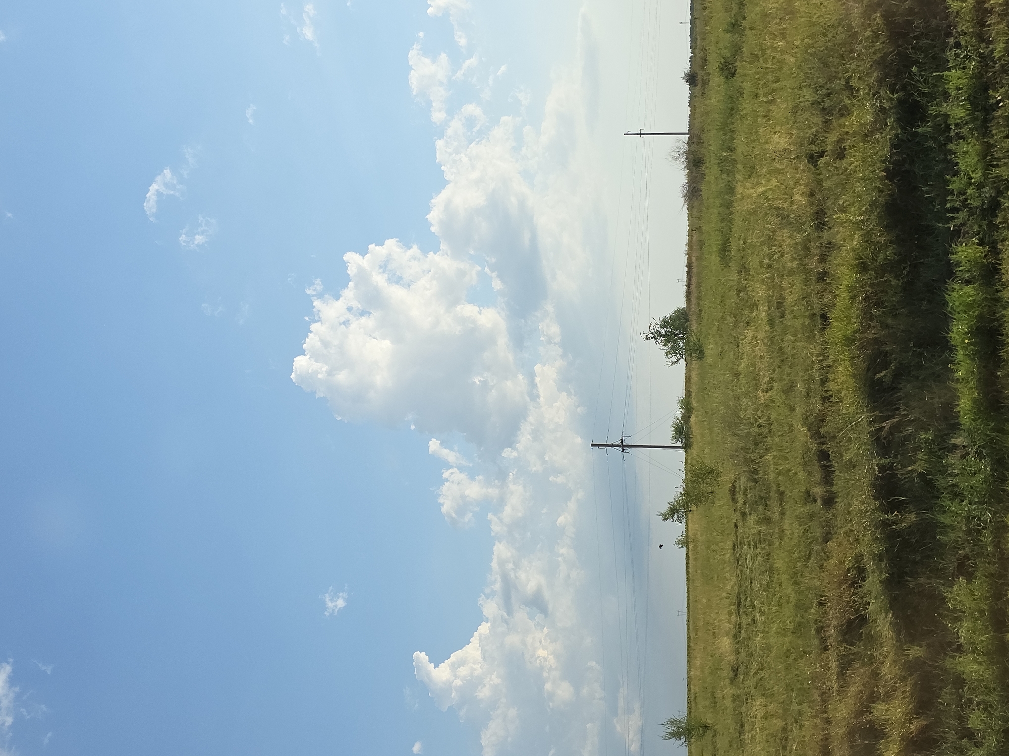 A vast, grassy field is depicted under a bright blue sky dotted with fluffy white clouds. In the distance, power lines stretch across the horizon, supported by utility poles. A single, dark bird is captured in flight against the sky. The field appears to be uncultivated, with patches of taller grass and scattered small trees. The scene evokes a sense of open space and natural beauty typical of the rural outskirts of Troitsk urban district, Russia.