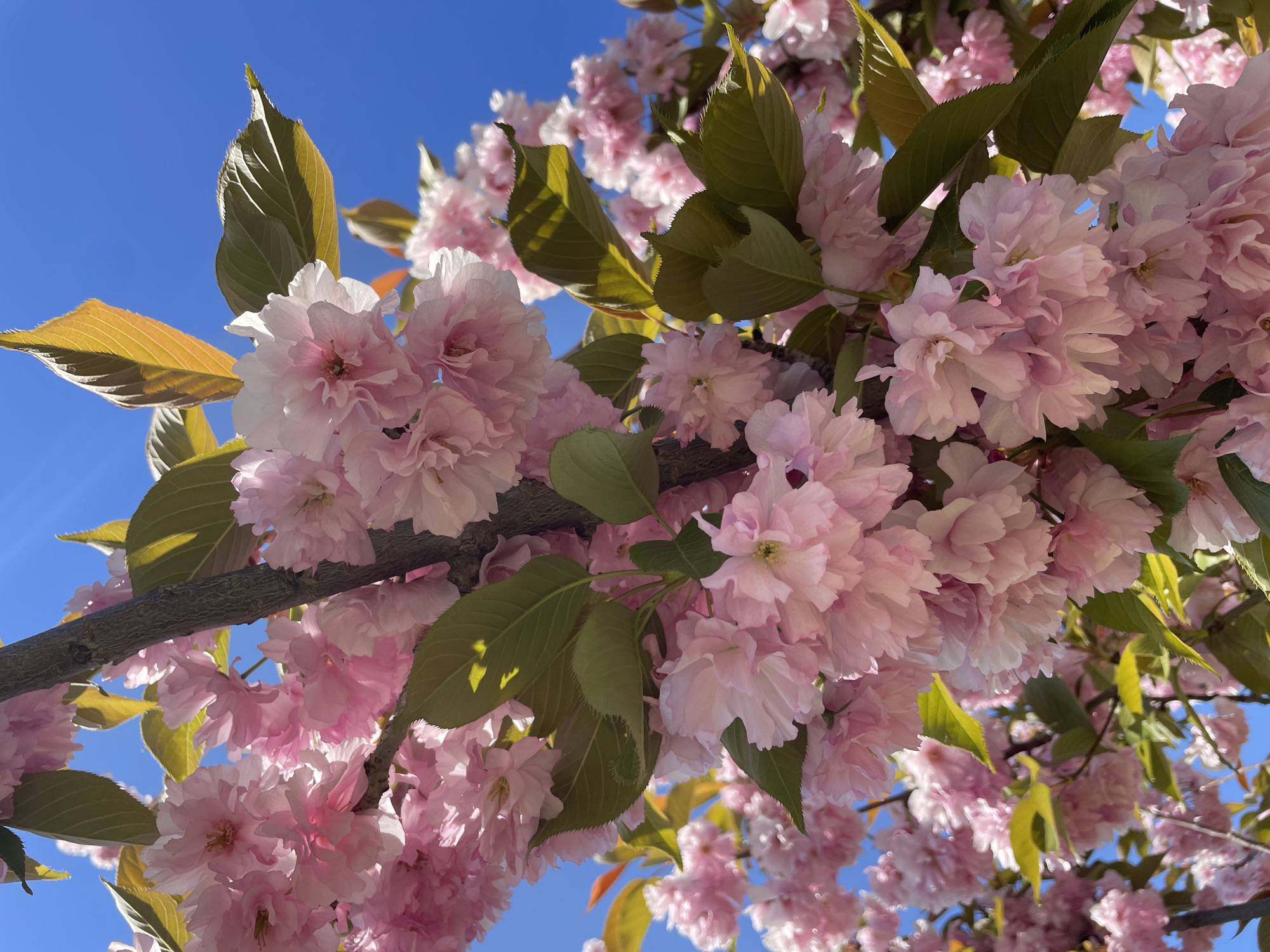 The image shows a cluster of pink cherry blossoms against a bright blue sky. The blossoms are densely packed and appear to be at peak bloom. There are some green and yellow leaves intermixed with the flowers. The blossoms are on a branch, which is visible in the center of the image. The location in the city of Sofia, Bulgaria is not discernible from the image.