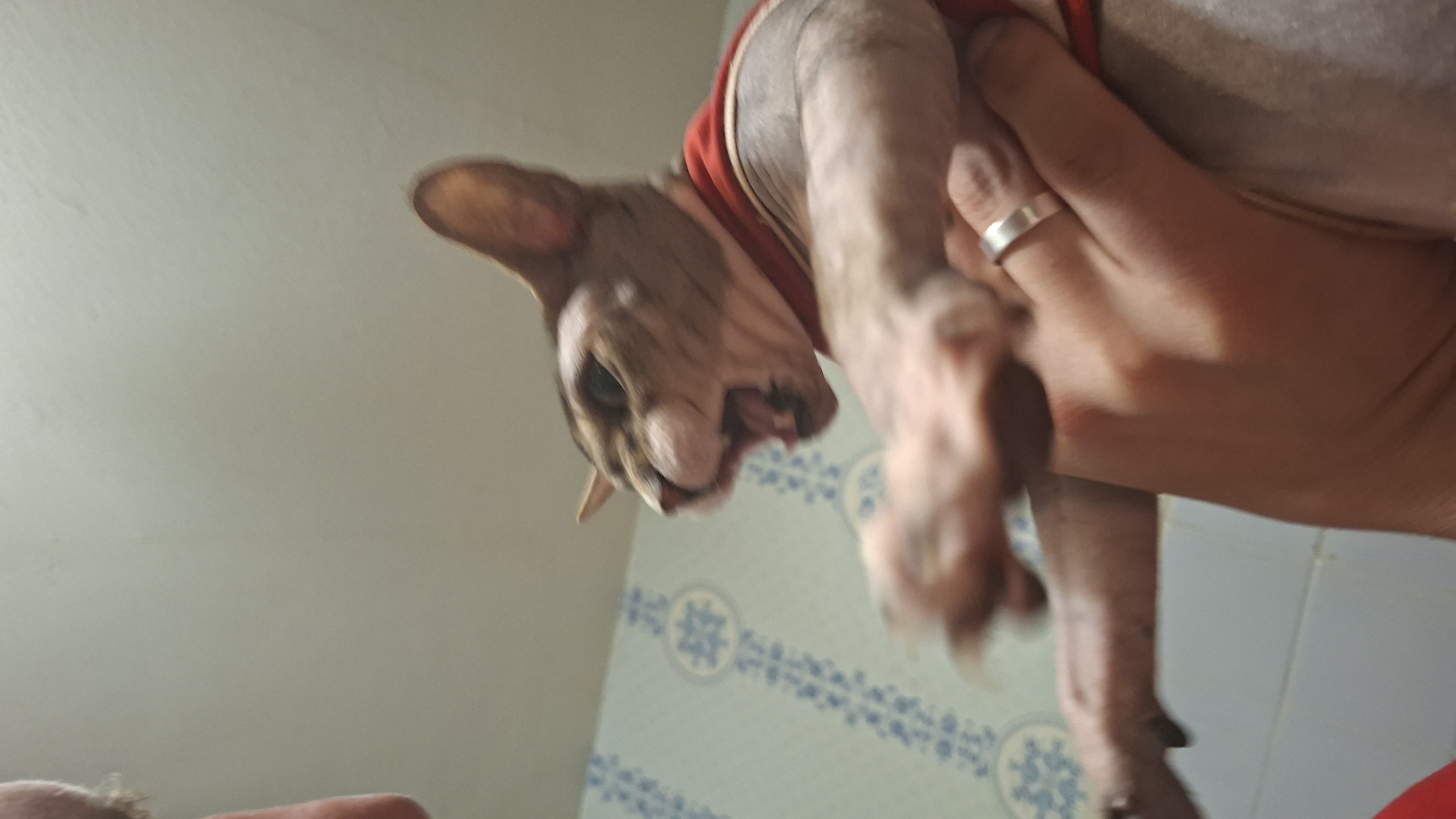 An extreme close-up, low-angle shot captures a Sphynx cat with its mouth open in a hiss or meow. The cat is wearing a red garment around its neck and upper body. Its paws are outstretched, and the image is blurry, suggesting movement. A human hand, wearing a silver ring on the ring finger, is visible holding the cat. The background appears to be a wall with light blue wallpaper featuring a white floral or geometric pattern. The ceiling is visible at the top of the frame. The lighting is overhead and appears artificial. The setting is indoors, possibly a bathroom given the wallpaper style, though no other bathroom fixtures are clearly visible. The location is identified as Забалоцкі сельскі Савет, Belarus.
