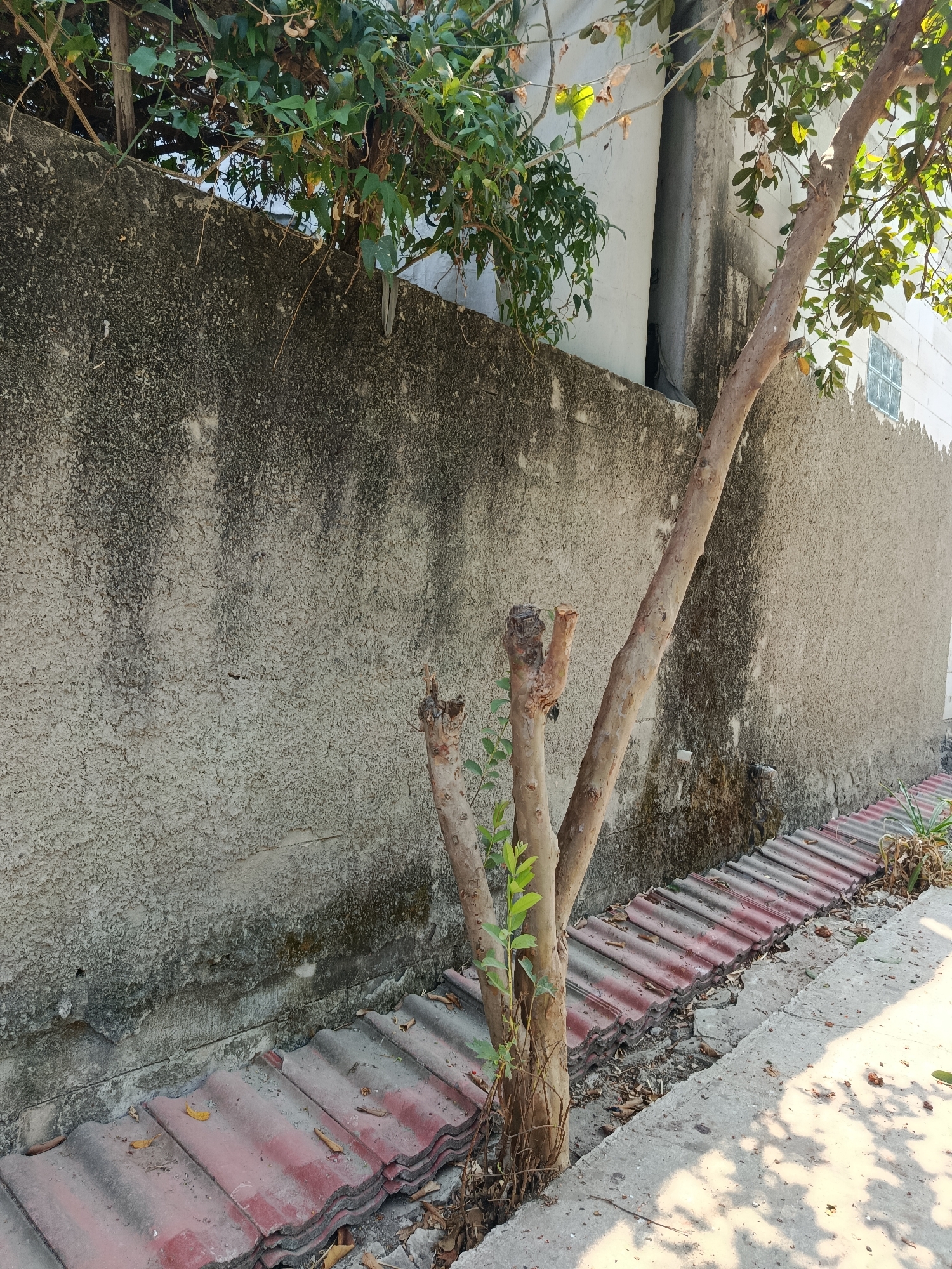 In Wanasari, Indonesia, a narrow concrete walkway runs alongside a rough, textured concrete wall. The wall is stained and weathered, with patches of dark grime. At the base of the wall, a stack of weathered red roof tiles is laid out in a row, some partially covered by debris. A young tree with multiple slender trunks grows from the ground, leaning against the wall. New green leaves sprout from the top of the tree, contrasting with the weathered appearance of the older branches. The sunlight casts dappled shadows on the walkway and the tiles. In the background, overgrown green foliage spills over the top of the wall, and a portion of a white building with a small window can be seen.