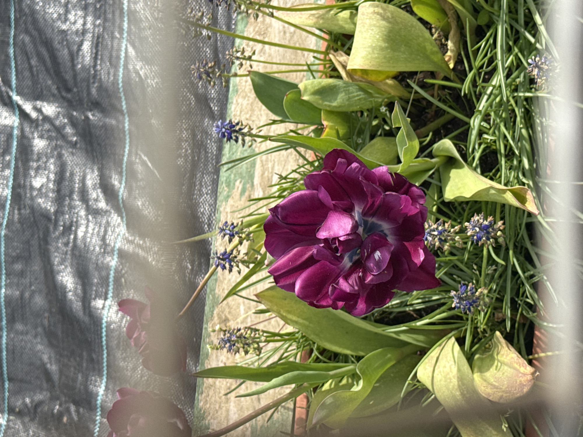The image depicts a close-up, slightly angled view of a purple flower, possibly a tulip, surrounded by green leaves and smaller blue flowers. The background includes a dark grey material with a grid-like pattern. The overall setting appears to be a garden or flower bed, possibly in Great Yarmouth, United Kingdom. No people are visible. The focus is on the floral arrangement and textures of the surrounding materials.