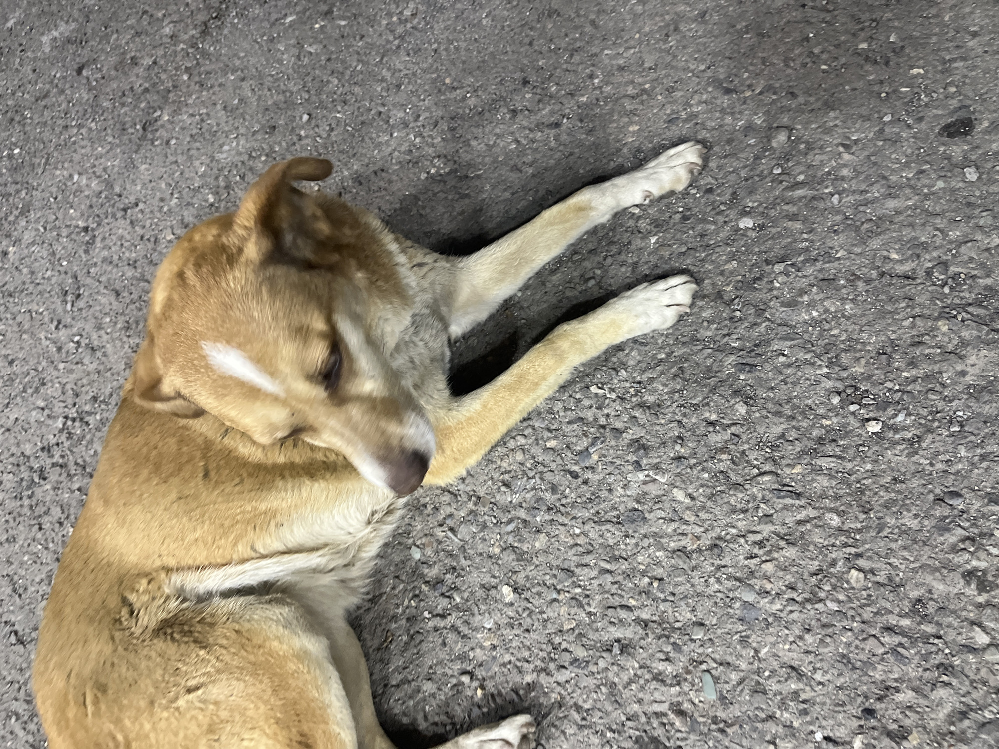 An overhead shot shows a tan dog lying on an asphalt surface. The dog is facing towards the right side of the image, with its head down and looking to the left. A thin white stripe runs down the center of its forehead. Its paws are visible, and the asphalt is speckled with small rocks and pebbles.