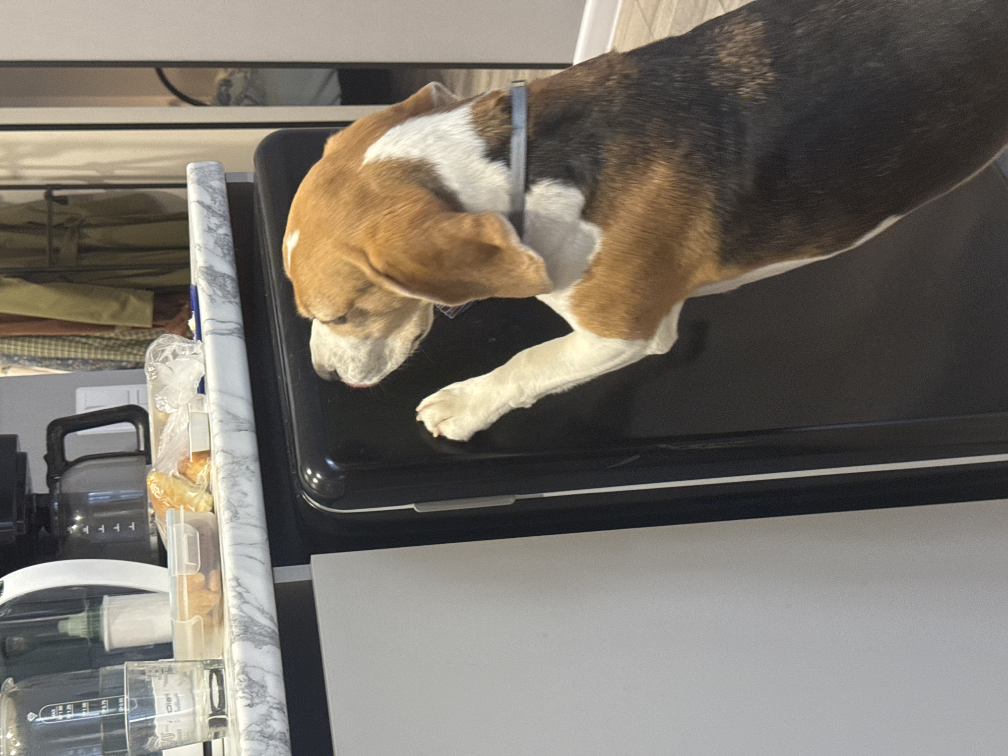 A dog is lying on top of a black kitchen appliance in an indoor setting. The appliance is situated next to a food processor and a marble-patterned surface. The background includes a cabinet or shelf with items inside.