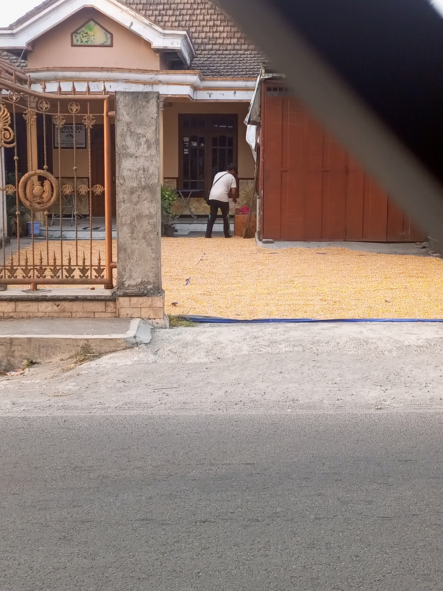In Ngasem, Indonesia, a person is tending to a large pile of yellow corn kernels spread out on the ground. The corn is laid out on a blue tarp in front of a building with a brown metal door. The building appears to be attached to a house with a tan facade and a tiled roof. A metal gate with ornate designs stands in front of the property. The scene suggests a process of drying the corn, a common agricultural practice.