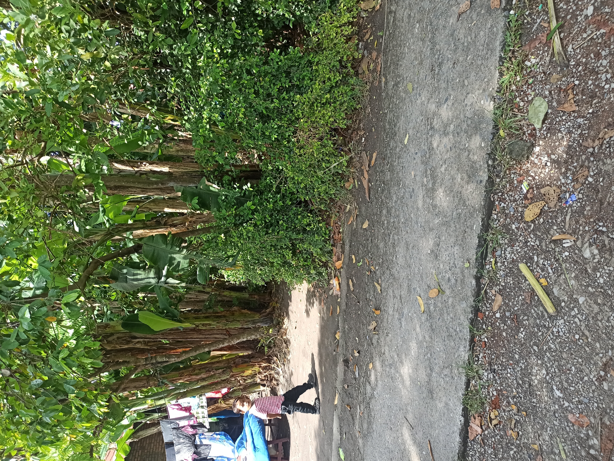 A young child, wearing a striped shirt and dark pants, walks on a paved pathway in an outdoor, rural or suburban setting. The child is facing left, with their body angled towards the viewer. Behind the child, a dense cluster of trees and lush green foliage forms a natural backdrop. To the left of the child, laundry is visible hanging on a clothesline, suggesting a residential area. The pathway is concrete and cracked in places, with scattered leaves and debris. The ground bordering the pathway is a mix of gravel and dirt, with more vegetation. The scene appears to be under natural daylight. The location is identified as City of Medan, Indonesia.