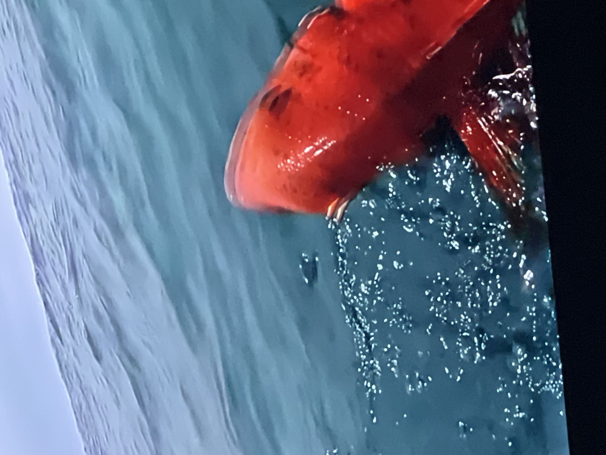 This image captures a vibrant red fish dramatically breaking the surface of the Atlantic Ocean, situated in the waters near Casablanca, Morocco. The prominent subject is a large, brightly colored red fish, its head and a substantial portion of its body visible, showing distinct motion blur indicative of rapid movement. Its visible left eye is dark, contrasting with the intense crimson hue of its body. The immediate water around the fish is highly agitated, displaying a multitude of frothy white and silver splashes and bubbles, which scatter light and suggest a struggle or powerful action. The surrounding ocean water is a deep blue-green, exhibiting visible ripples and wave patterns that dissipate towards the upper left portion of the frame, where a lighter, calmer expanse of pale blue likely represents the sky or distant horizon. A solid, dark band runs along the bottom edge of the image, characteristic of a display screen's bezel. No individuals or fishing apparatus are explicitly depicted, yet the fish's dynamic emergence from the water strongly implies a recent fishing interaction.