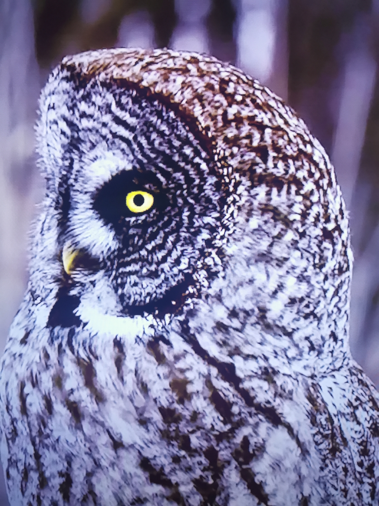 The image is a close-up, vertical shot of the head and upper body of a great grey owl. The owl is facing left, with its large, yellow eye prominently displayed. The plumage is a mix of grey, white, and dark brown, creating a detailed, patterned texture. The owl's beak is a pale yellow. The background is blurred, suggesting a natural outdoor setting, possibly a forest, with soft, muted tones of brown and purple. The lighting appears to be natural, possibly during daylight hours, but the exact time of day and weather conditions are not discernible. There is no visible text in the image. The overall impression is one of a still, observant creature in its natural habitat.
