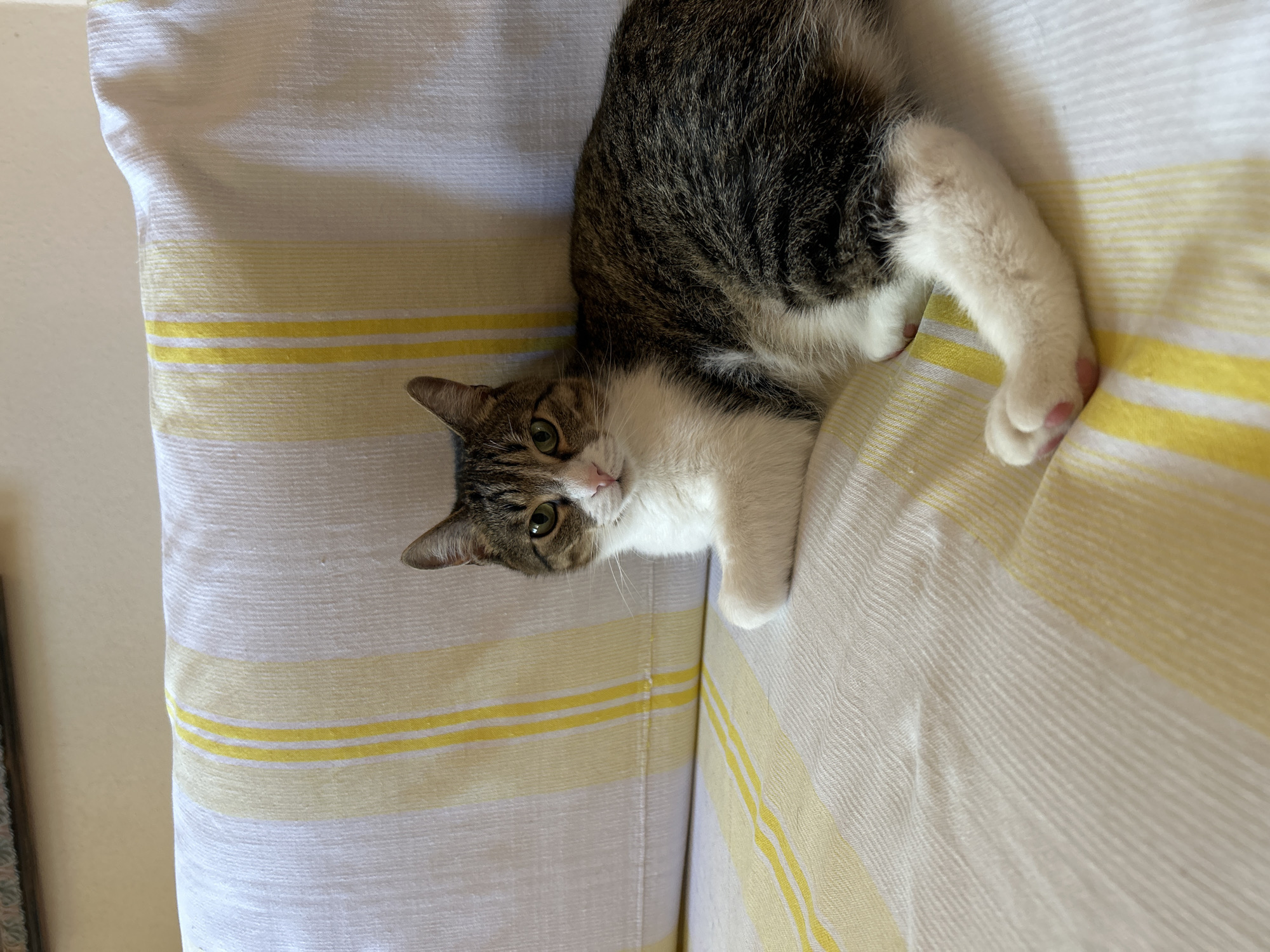 A tabby cat is lying on a yellow and white striped couch. The cat is mostly gray and white, with a white chest and paws. The cat is looking at the camera. The location is Unknown, Unknown.