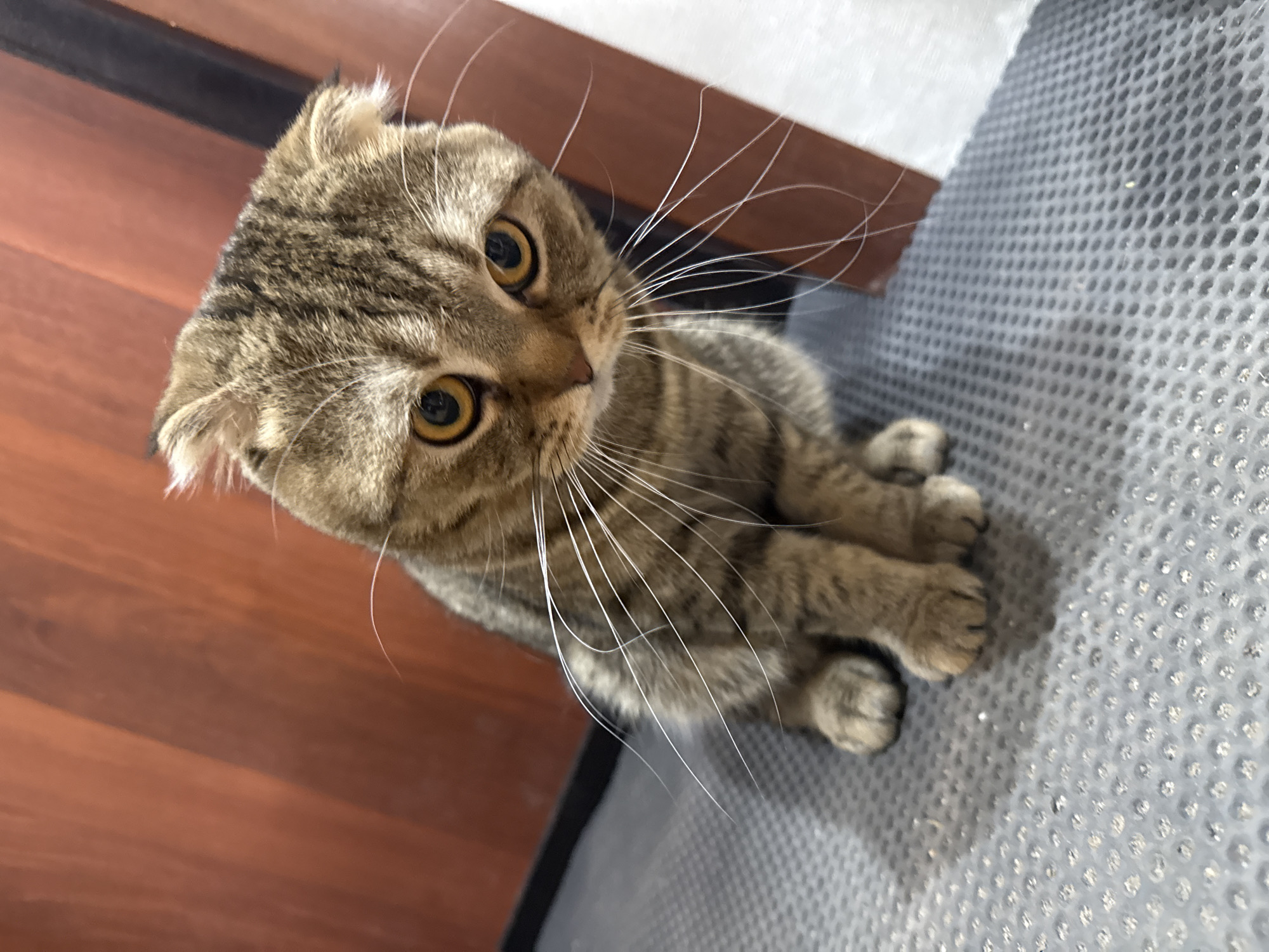 An adorable tabby cat, likely a Scottish Fold given its distinctive folded ears, is captured in a high-angle shot. The cat's fur is a mix of brown and gray tones with prominent darker stripes, characteristic of a mackerel or classic tabby pattern. Its large, round eyes are a striking amber or golden color with dilated black pupils, conveying a sense of intense curiosity or alertness. Long, white whiskers fan out prominently from its muzzle.
The cat is positioned centrally in the frame, sitting or reclining with its front paws tucked beneath it. Its head is tilted slightly upwards and to the right, as if observing something outside the frame.
The background is divided into two distinct sections. To the left and slightly behind the cat is a warm, reddish-brown wooden surface, possibly a floor or wall panel. To the right, beneath and beside the cat, is a textured gray surface, which appears to be a mat or mesh with a repeating pattern of small, raised circular or hexagonal elements. This surface looks like it provides grip and has a somewhat reflective quality.
The lighting suggests an indoor setting, possibly natural daylight filtered through a window or bright artificial light. There is no visible text in the image. The overall impression is one of a charming and watchful feline in a cozy indoor environment.