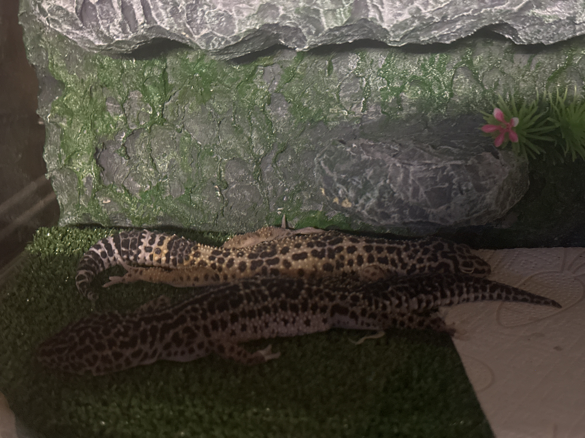 Two leopard geckos are the main subjects, depicted resting side-by-side within an animal enclosure. One gecko, slightly lighter in tone, is positioned above and partially overlapping the second, darker-patterned gecko. Both exhibit characteristic black and tan spotted patterns across their bodies and tails.
The scene is an indoor terrarium, featuring a multi-textured environment. The bottom half of the image shows a green artificial grass substrate, with a transition to a white paper towel on the far right. The background is dominated by an artificial rock hide, grey in color with a textured surface resembling natural stone and patches of green, moss-like material. A small artificial plant with thin green stalks and a delicate pink flower is visible behind a smaller rock formation on the right side of the enclosure.
The geckos appear to be in a state of rest, lying still on the substrate, suggesting a period of inactivity. Their proximity might indicate cohabitation or simply a preference for a shared resting spot. The lighting in the image is dim, implying indoor conditions or possibly evening/nighttime. There is no visible text in the image. The provided location context is Moscow, Russia.