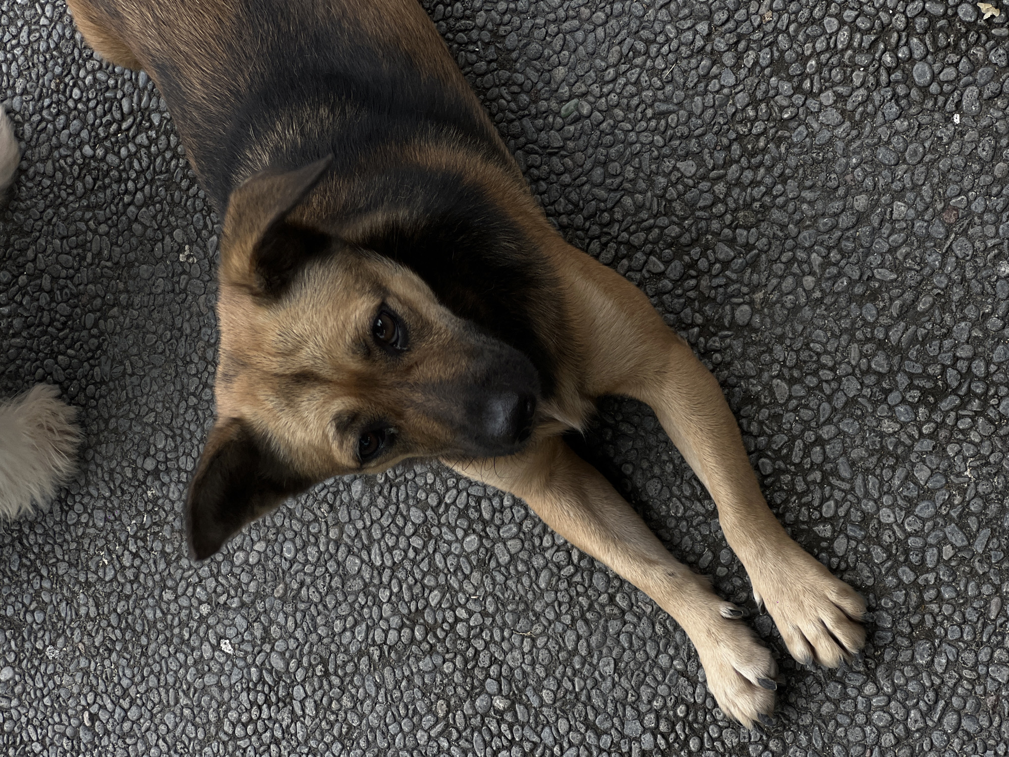 A medium-sized, short-haired dog with a tan and black coat lies on a dark gray surface composed of small, rounded stones. The dog's head is turned towards the camera, and its front legs are extended. A portion of another dog's white fur is visible in the lower left corner. The location is Canggu, Indonesia.
