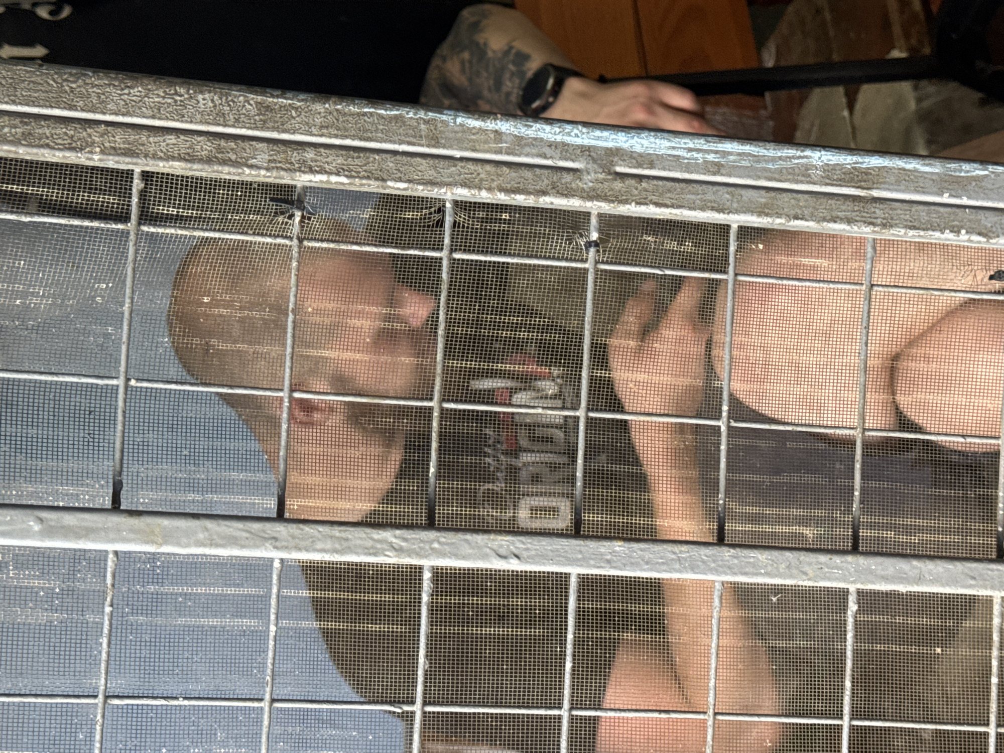 This media file shows a close-up view of a person's head and arm seen through a metal grate with wire mesh. The person appears to be male, with short, light brown hair and a shaved side. He is wearing a dark t-shirt with some text that is partially obscured by the grate but appears to read "ORIGINAL." He has a tattoo on his left arm and is wearing a smartwatch. The grate is metallic and has a rough texture. The background is dark and out of focus, but suggests an indoor setting with some warm-toned walls or furniture visible at the top. The lighting is dim, possibly indicating an evening or indoor setting with artificial light. The image is framed by the metal bars of the grate, creating a sense of confinement or observation. The person's facial expression is not clearly discernible due to the obstruction and focus.