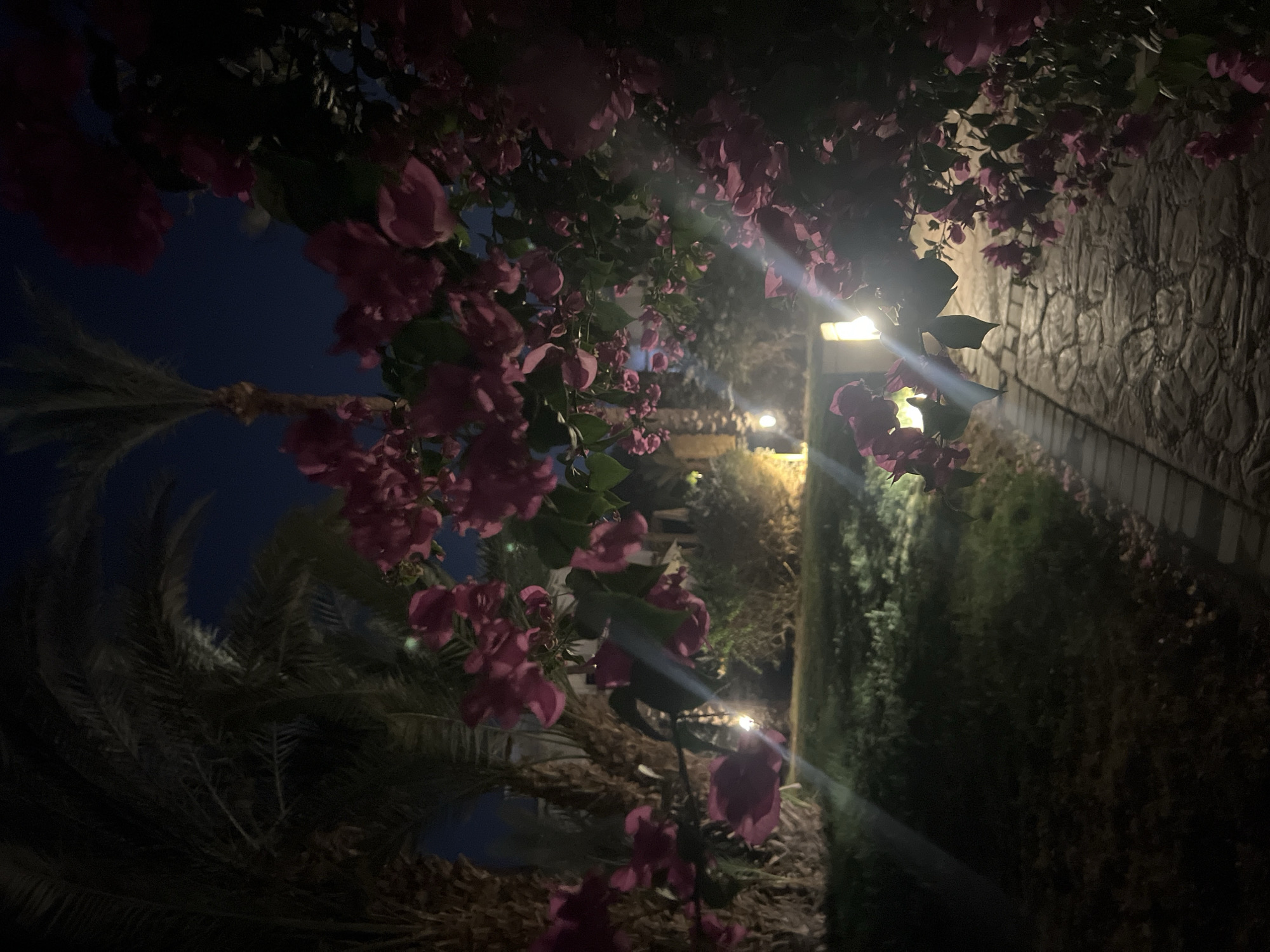 This is a nighttime photograph of a garden path in Sharm El Sheikh, Egypt. The path is paved with rough-hewn stones and is bordered by lush green grass. On the right side of the path, a dense cluster of bright pink bougainvillea flowers hangs over the walkway, illuminated by a warm light source that creates lens flares. In the background, palm trees are silhouetted against the dark night sky. Several outdoor lights are visible, casting a soft glow on the surroundings, some appearing as bright orbs and others as diffused beams. The overall atmosphere is serene and tropical, with the vibrant flowers providing a focal point against the darkness.