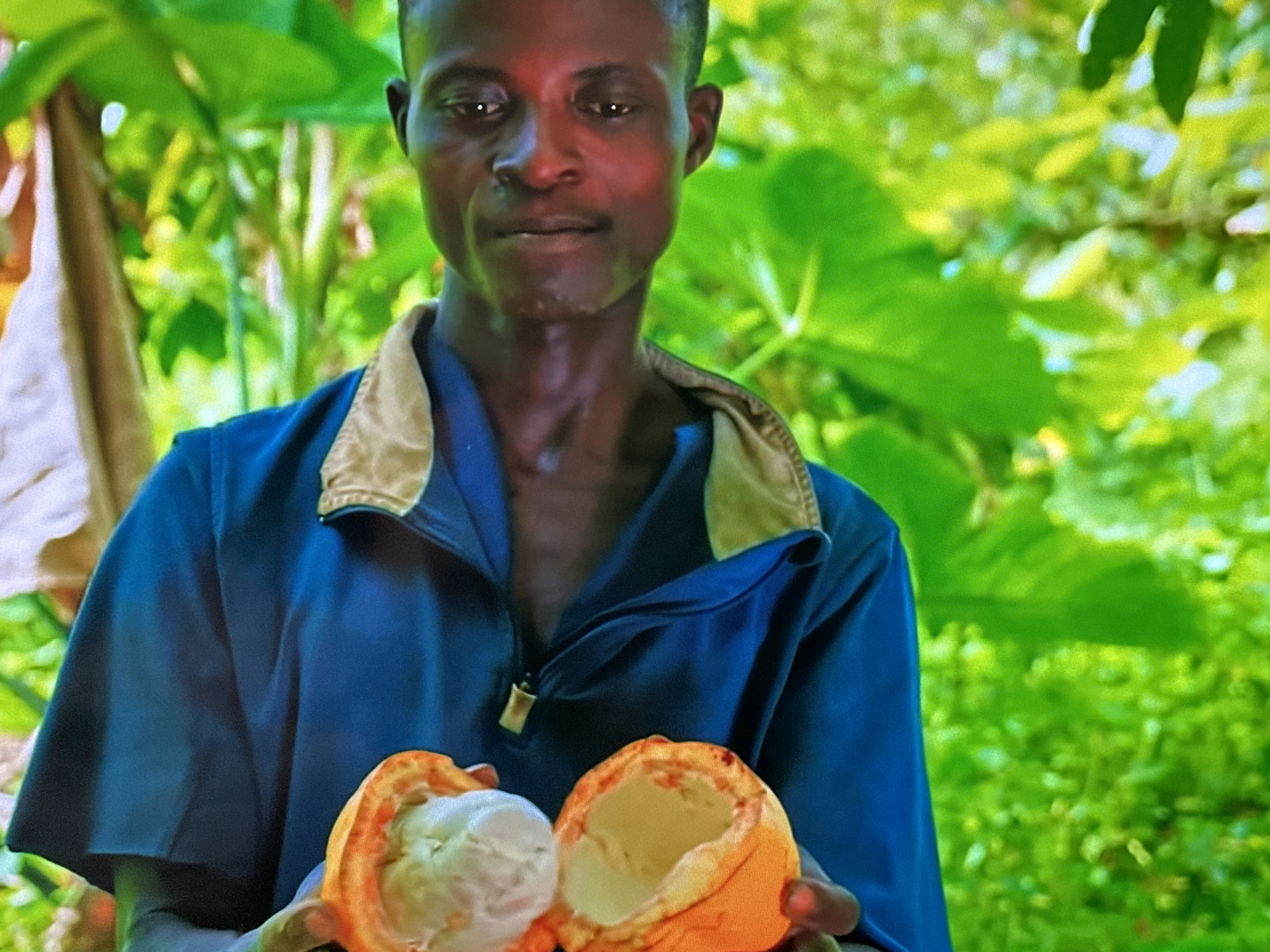 This media file is a close-up shot of a young Black man holding a halved cacao pod. He is wearing a blue, zip-up jacket with a light-colored collar. The cacao pod is bright orange on the outside and creamy white on the inside, with dark seeds visible within the white pulp. The man appears to be in a natural, outdoor setting, with lush green foliage forming the background. The lighting suggests it is daytime. The man's expression is neutral, and he is looking directly at the camera. The cacao pod is the central focus of the image, presented as if being showcased. The context provided states the location is Almaty, Kazakhstan, which is unexpected given the tropical appearance of the cacao pod and the man's appearance, as cacao is not typically grown in Kazakhstan due to its climate.