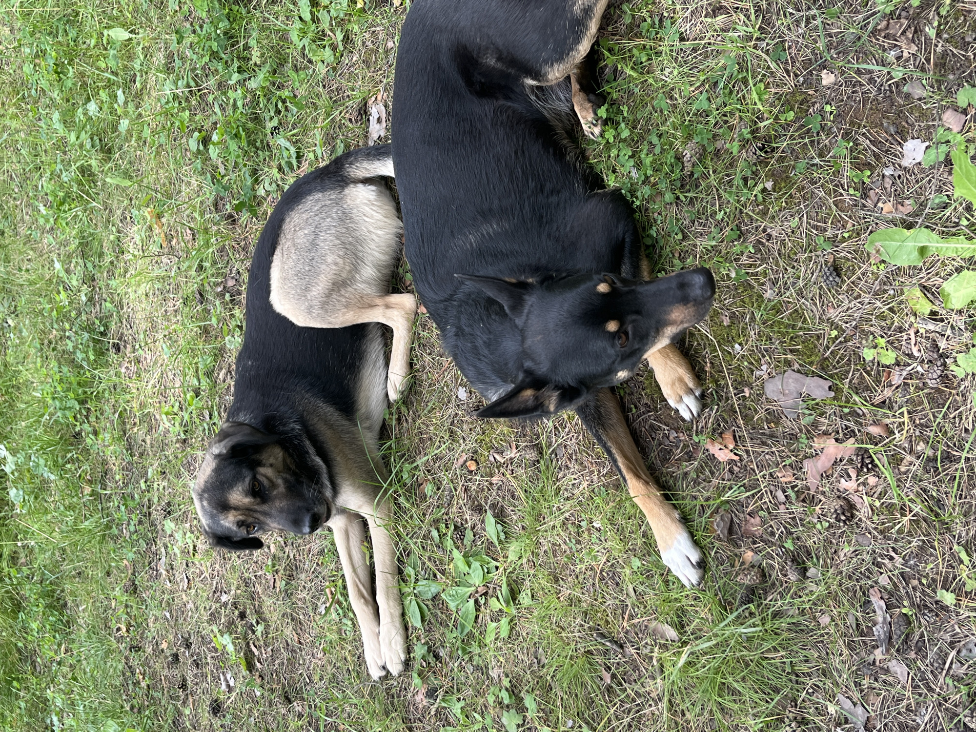Two dogs lie on the ground in a grassy area. The dog in the foreground is black with tan markings on its legs and face, and it is lying on its side with its head turned towards the camera. The dog in the background is a mix of black, tan, and gray, and it is lying on its stomach with its head turned to the side. The ground is covered in grass, dirt, and some scattered leaves and pinecones. The lighting suggests it is daytime. The image was taken in Nizhny Tagil, Russia.