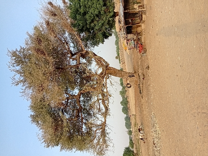 A large, leafy tree dominates the scene against a clear, blue sky. A narrow, sandy road runs alongside, lined with small structures and green vegetation. On the right, what appears to be a stall or shop sits near a small vehicle or cart. Further down the road, smaller trees and shrubs create a dense line of greenery. Old tires hang from the branches of the large tree, adding a playful element to the landscape.