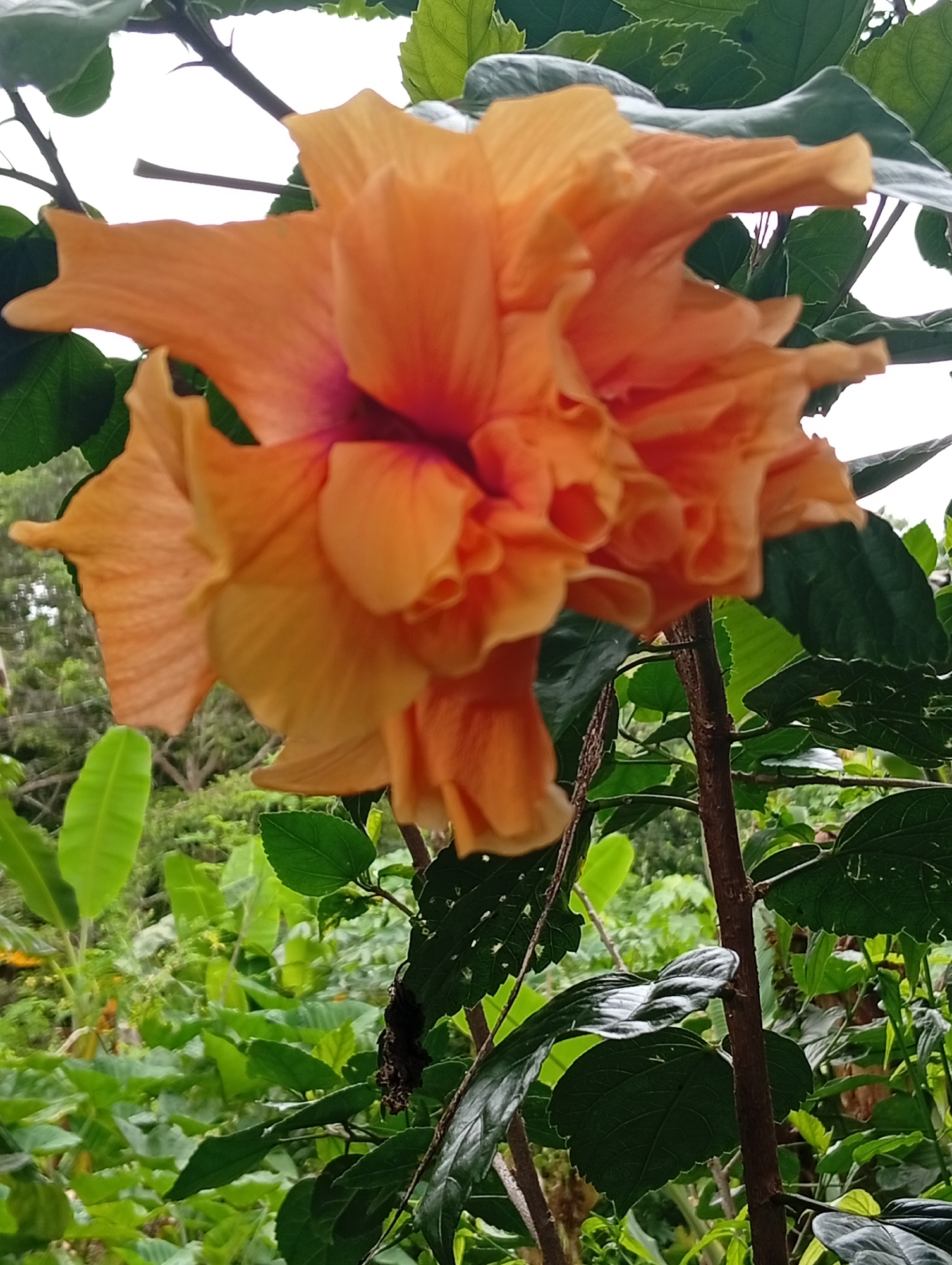 An orange hibiscus flower is in full bloom and is the main subject of the photograph. The flower has multiple layers of petals, with some appearing ruffled and others more defined. The center of the flower displays hues of red and pink. The hibiscus is attached to a brown stem with several green leaves surrounding it. The background is filled with lush green foliage, suggesting an outdoor environment. The image appears to be taken in Carmen, Philippines.