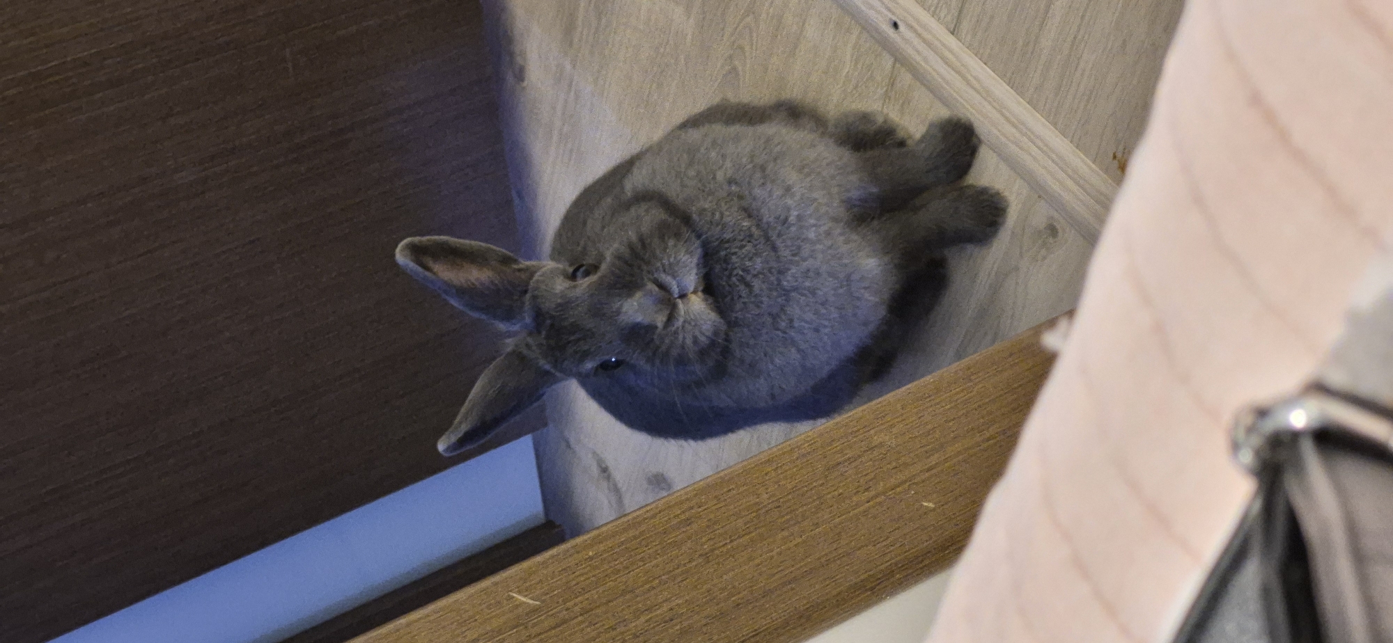A medium shot captures a grey rabbit from a slightly low angle, seated on a light wood-grain floor. The rabbit is positioned centrally in the frame, facing the viewer with its ears perked up. Its eyes are dark and alert, and its mouth is slightly open, revealing a hint of its teeth. The rabbit's fur is a uniform grey, and its body appears plump. Its front paws are tucked neatly beneath its chest, while its hind legs are splayed out.
In the background, a dark brown, wood-paneled wall occupies the upper portion of the image. To the left, a light brown wooden beam angles diagonally across the frame, obscuring part of the background. In the foreground, a blurred pink surface with vertical lines runs along the bottom edge of the image, with a silver metal object partially visible on the far left. A thin, light-colored wooden pole runs horizontally in the lower right section of the image, adding another element to the scene's texture and composition.
The lighting appears to be artificial, casting soft shadows on the floor and illuminating the rabbit from the front. There is no indication of the specific location within the city of Ussurijsk, Russia.