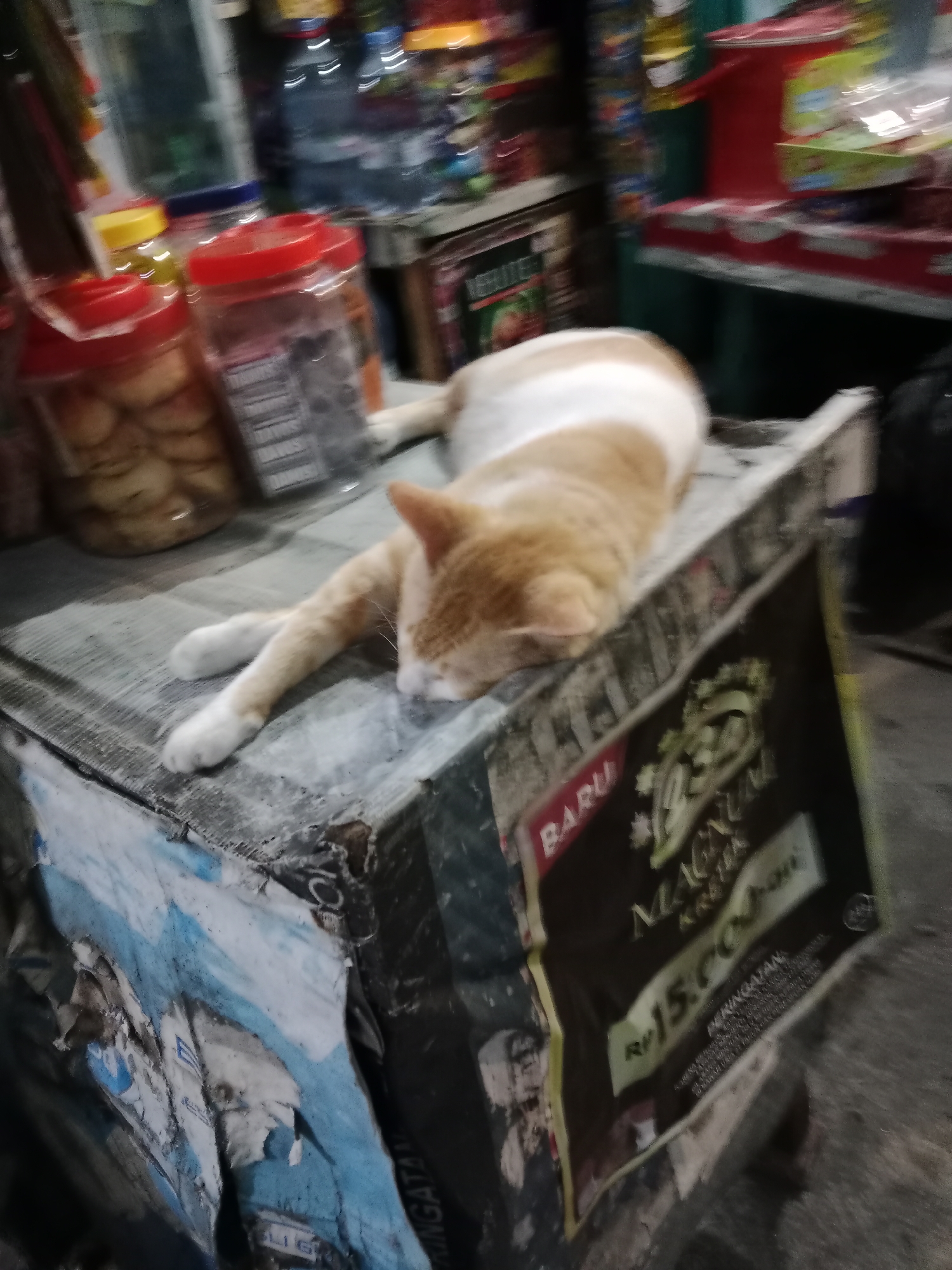 A ginger and white cat is sleeping on a worn, concrete surface in front of a stall. The stall appears to be selling various goods, including jars of what seem to be cookies or snacks with red lids, bottled drinks, and packaged items. A prominent advertisement with the text "BARU MAGNUM KRETEK Rp15.000" and "PERINGATAN" is visible on the side of the stall. The environment suggests an outdoor market or street vendor setting. The image is blurry, indicating motion or low light conditions. Based on the "West Jakarta, Indonesia" context, this scene likely depicts a typical street market or small shop in that area.