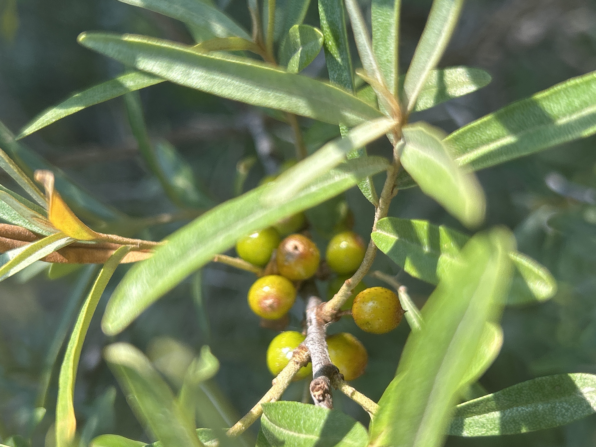 A close-up shot captures a cluster of small, round, yellowish-green berries growing on a thin, woody branch. The berries are varied in color, with some appearing bright yellow and others showing hints of orange or brown, and some are slightly blemished. The branch itself is textured and greyish-brown, with smaller, lighter brown woody stems branching off. Surrounding the berries and branch are elongated, narrow green leaves. Some of these leaves are in sharp focus, revealing a slightly leathery texture, while others are blurred, creating a soft, green backdrop. The lighting suggests a sunny day, with shadows cast by the leaves onto other parts of the plant. The overall impression is one of natural growth, possibly in an outdoor environment within Chaikovsky, Russia, where such flora might be found.