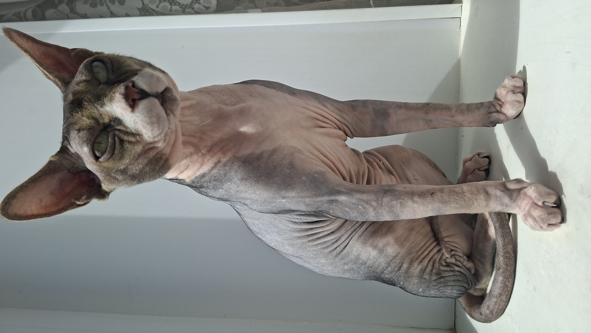 A hairless cat with green eyes is resting inside a white structure, likely a windowsill or shelf. The cat's head is tilted, and its body is curled, with its tail wrapped around its legs. The location is Забалоцкі сельскі Савет, Belarus.