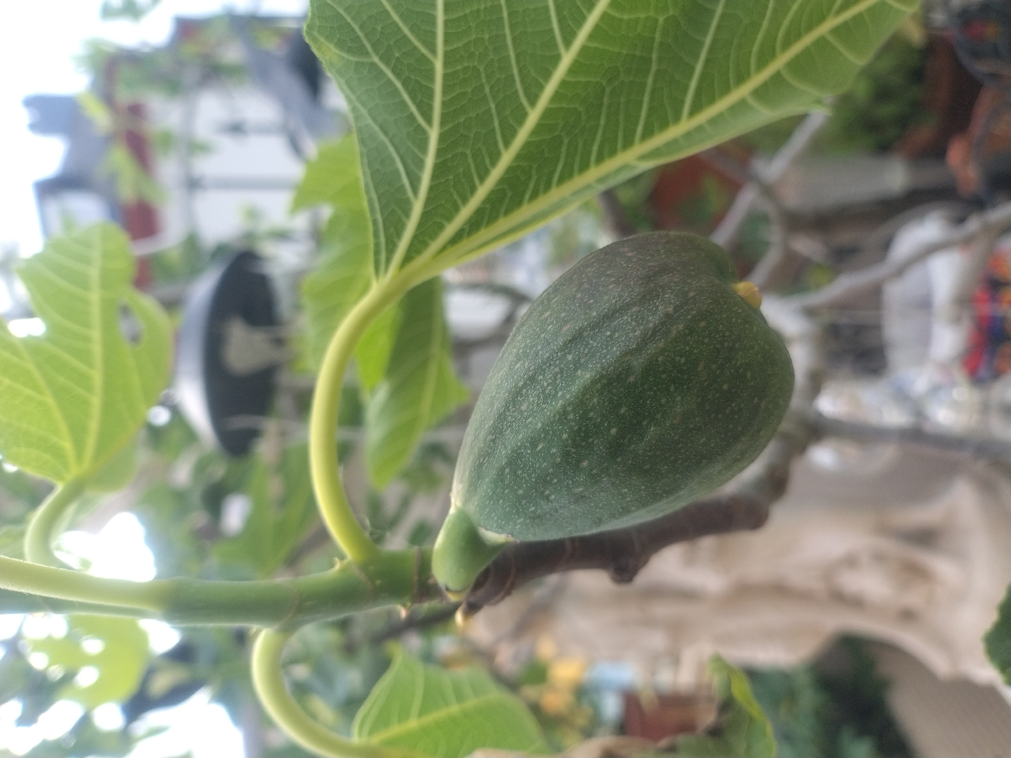 The image shows a close-up view of a green fig growing on a tree branch. The fig is the main subject and is surrounded by green leaves. The background is blurred, but it appears to be an outdoor setting with some structures or objects in the distance. The specific location in Luxembourg City, Luxembourg, cannot be determined from the image.