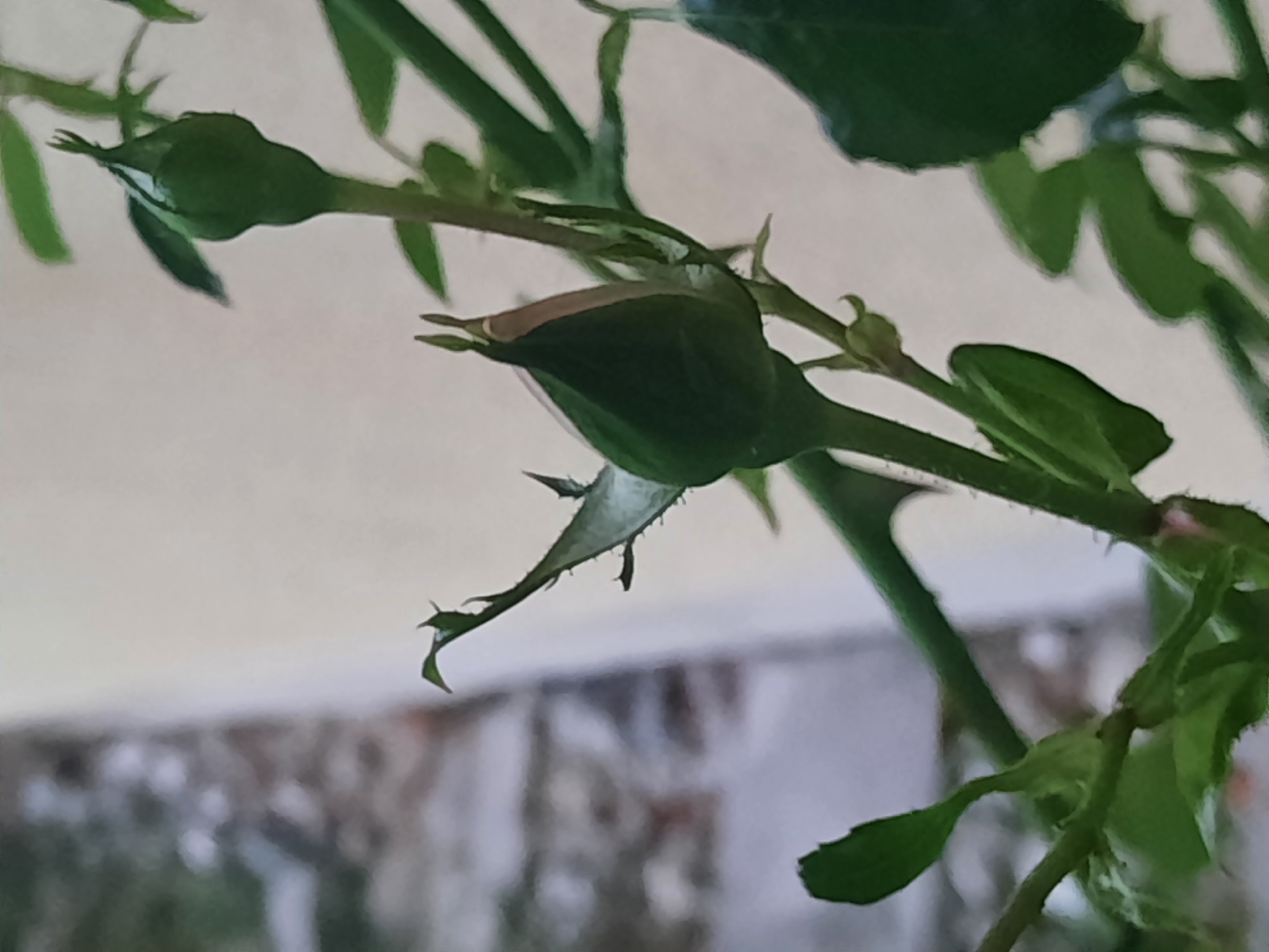 The image shows a close-up of rosebuds on a plant. The rosebuds are green and appear to be in the early stages of development. The plant has green stems and leaves. The background is a blurry light-colored wall and some out-of-focus foliage. The image is taken from a low angle. There are no people or animals visible in the image. The scene is outdoors.