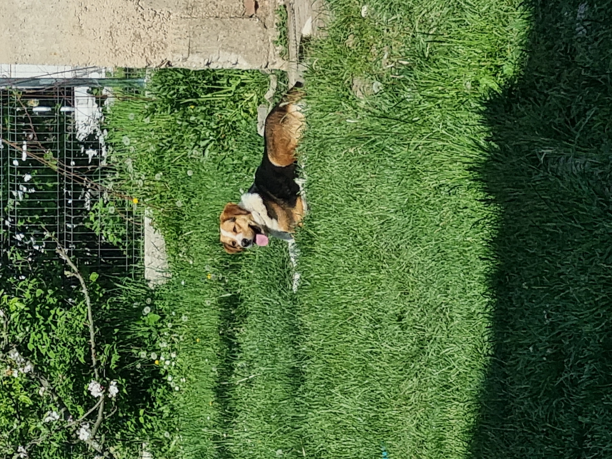 A medium shot captures a brown, black, and white dog lying in a lawn of bright green grass in Galabovtsi, Bulgaria. The dog, appearing to be a beagle mix, faces the camera with its tongue extended. The scene is partially shaded on the right side. To the left, there's a fenced-off area with green plants and white flowers. A concrete structure sits at the upper left corner of the image.