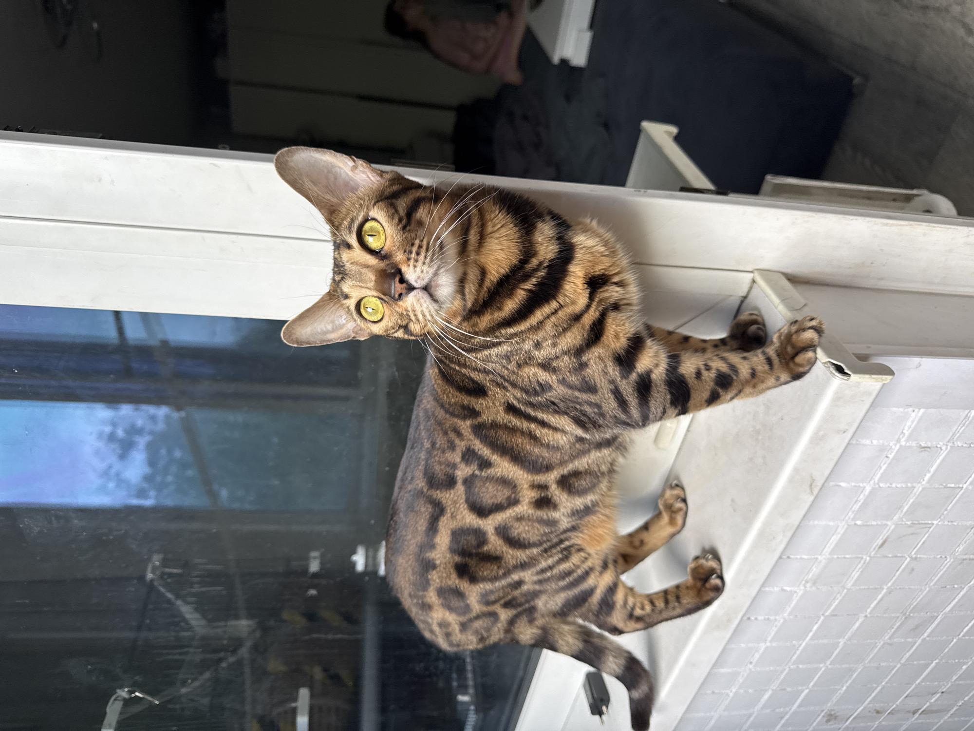 A Bengal cat with striking green eyes and distinct spot markings stands on a white windowsill. The cat is looking upwards and to the right. The windowsill is illuminated by natural light. Behind the cat, through a window, a blurry blue sky and trees are visible. To the right of the cat, there is a white door frame and a dark interior space with a person in the background. The overall scene appears to be indoors near a window.