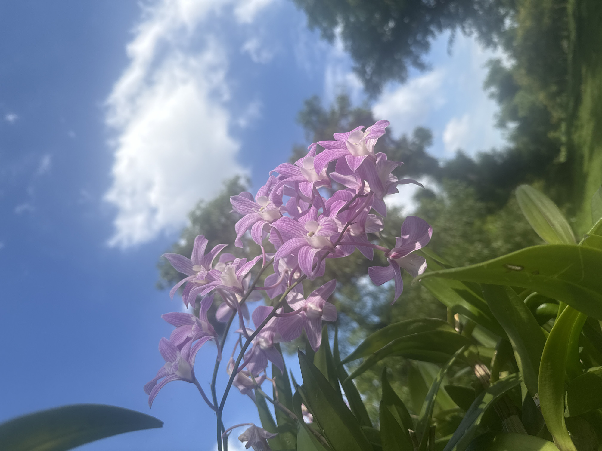 The image shows a close-up of a cluster of light purple orchids with white centers, cascading down from a branch. The flowers have delicate, elongated petals with thin, darker purple stripes. They are set against a backdrop of lush green foliage in the foreground and a bright blue sky with scattered white clouds in the background. The lighting suggests it is daytime, possibly mid-morning or afternoon, with the sun illuminating the flowers from above. The overall scene is one of natural beauty, evoking a sense of tranquility. The image is taken from a low angle, looking upwards towards the sky. There are no people or specific landmarks visible that would indicate a precise location within Bangkok, Thailand. The environment appears to be outdoors, possibly in a garden or a natural setting with abundant plant life.