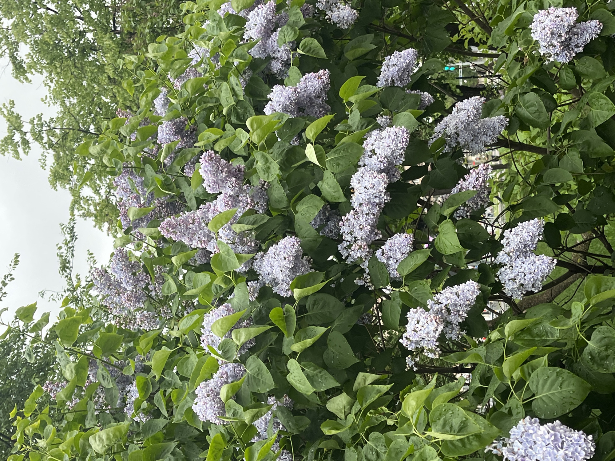 The image shows a close-up view of a lilac bush in full bloom. The blossoms are a light purple color. The leaves are green and appear slightly wet, as if it has recently rained. The sky is overcast. Based on the provided details, the location is Saint Petersburg, Russia. No people are visible. The focus is on the lilac bush itself, showcasing its flowers and foliage. The environment appears to be a park or garden setting.
