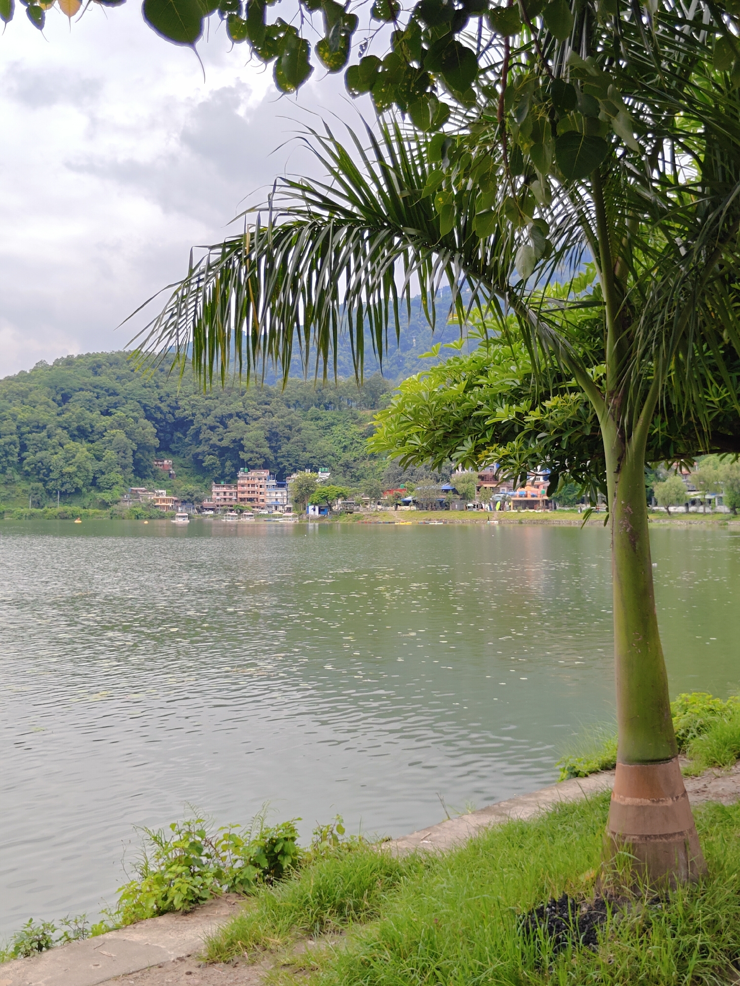 The image depicts a serene lake scene, likely in Pokhara, Nepal, given the lush green hills in the background and the presence of traditional buildings along the shore. In the foreground, a palm tree trunk stands tall, its fronds casting shadows on the tranquil, greenish water. The lake surface is rippled, with small white spots scattered across it, possibly reflections or floating debris. Along the edge of the lake, a concrete pathway is visible, bordered by vibrant green grass and some smaller plants. Across the lake, a hillside is densely covered with trees, with a few buildings nestled amongst them and along the water's edge. The sky is overcast with soft clouds. No people or distinct actions are visible, emphasizing the peaceful, natural ambiance of the location.