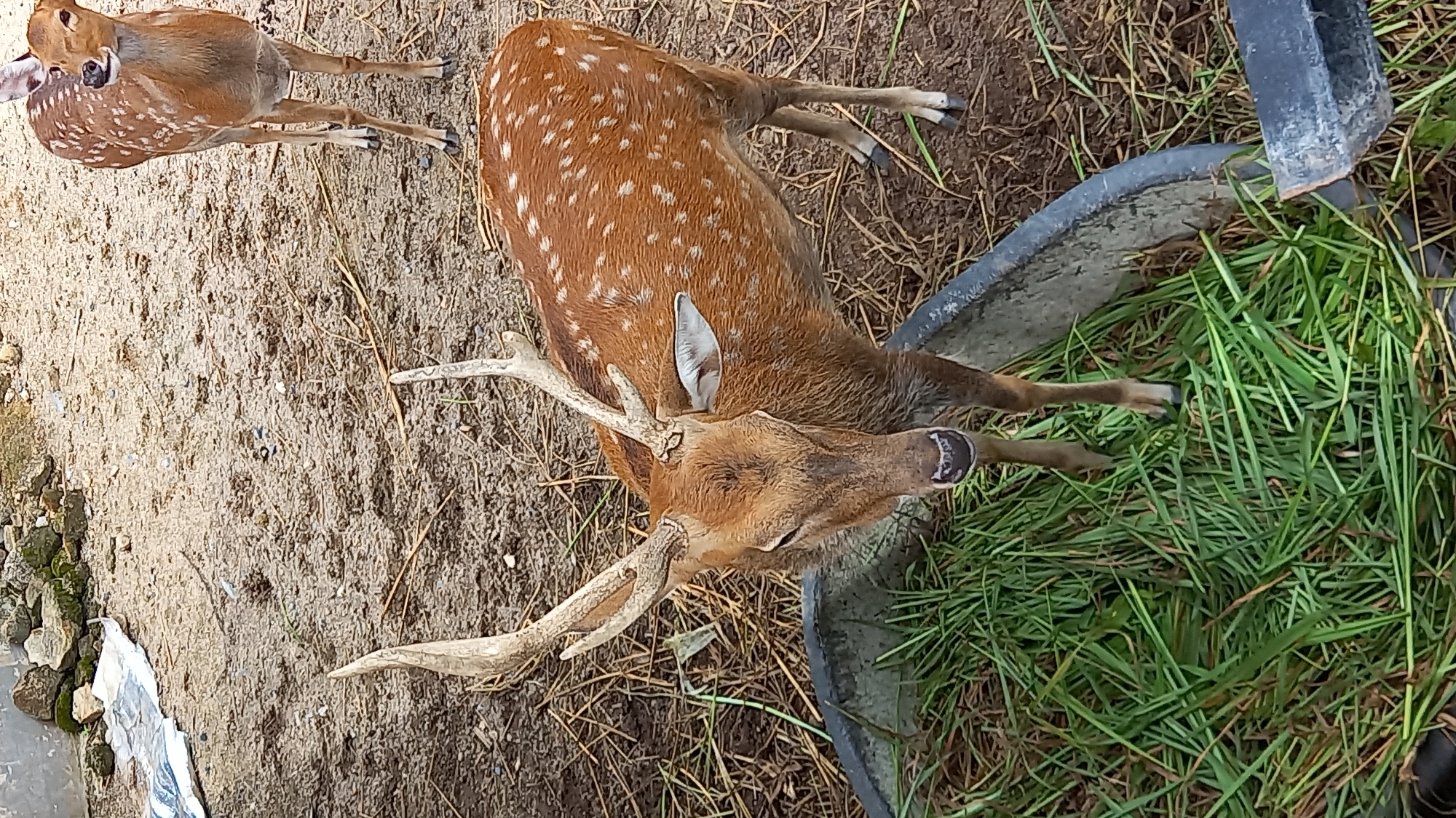 The image captures an overhead view of two spotted deer, likely Chital (Axis axis), in an outdoor setting in ตำบลเกาะพะงัน, Thailand. The prominent subject is a male deer with fully developed antlers, positioned in the center-right of the frame. Its coat is reddish-brown with distinct white spots scattered across its body. The deer is oriented with its head facing towards the upper right side of the image, and its mouth is slightly open, suggesting it might be in the process of eating or vocalizing. Its gaze is directed towards a dark gray or black concrete trough, which occupies the right side of the frame and is filled with lush green grass.
Partially visible in the upper left corner is another spotted deer, appearing to be smaller or further in the background, also with a spotted coat and seemingly grazing or looking down. The ground cover consists primarily of dry, sandy soil with scattered straw and sparse vegetation, indicating a relatively dry environment. Some rocks and a piece of white debris are visible on the far left edge of the frame. The lighting is bright and natural, suggesting it is daytime under clear skies. There is no visible text in the image.