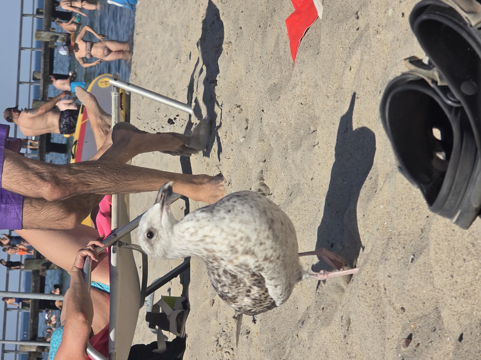 The image depicts a sunny day at a sandy beach, likely in the Travemünde district of Lübeck, Germany, given the presence of a pier and beachgoers typical of the Baltic Sea coast. In the foreground, a juvenile seagull with speckled brown and white plumage stands on the sand, its legs and feet visible. To the right, a pair of dark-colored Crocs are partially visible in the lower right corner. Behind the seagull, a person's legs, clad in purple shorts, are visible. The seagull is the primary subject. The background shows a wooden pier with several people standing on it and in the water. Some individuals are in swimwear, and a woman in a leopard-print bikini is visible in the water. The sea is calm and blue. The overall atmosphere is that of a typical summer day at the beach.