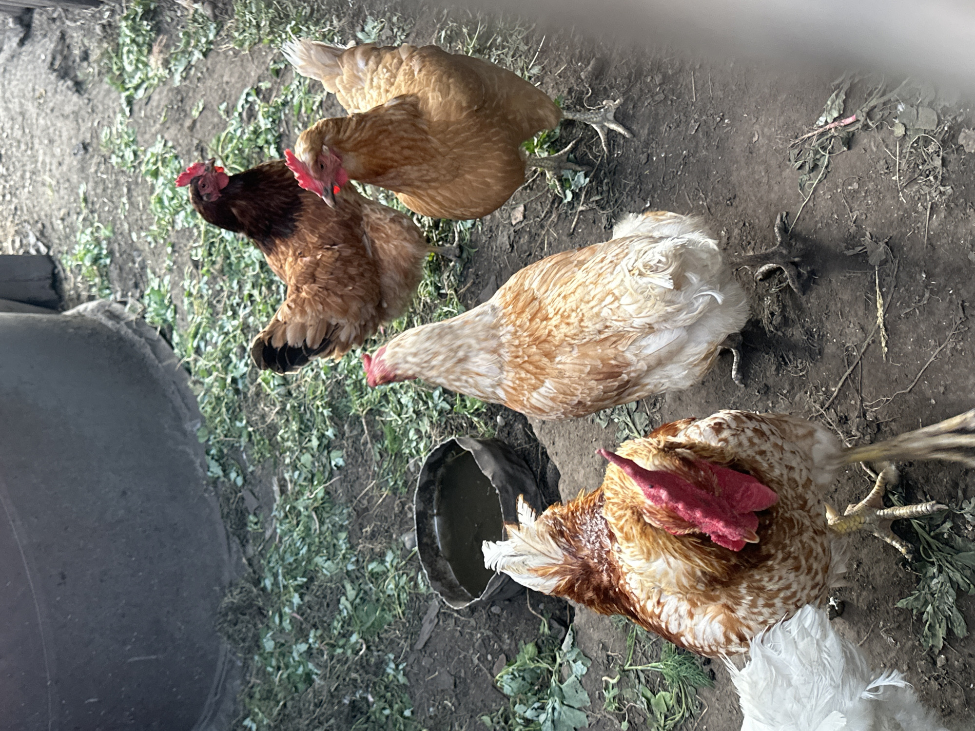 The image shows four chickens in an outdoor enclosure. The chickens are of various brown and white hues. Two chickens are standing in the foreground, and two are in the background. One of the foreground chickens is facing away from the camera, displaying its brown and white plumage and its feet. The other foreground chicken is facing the camera, with its back to the viewer. In the background, one chicken with dark brown and red feathers is looking to the left, and another golden-brown chicken is looking forward. A dark circular object, possibly a water bowl, is visible in the dirt to the left of the center chickens. The ground is covered with dirt and some scattered green foliage. The overall scene suggests a farm or rural setting. There is no indication of the city of Novoyeniseyka, Russia, or any specific landmarks that would place the location there.