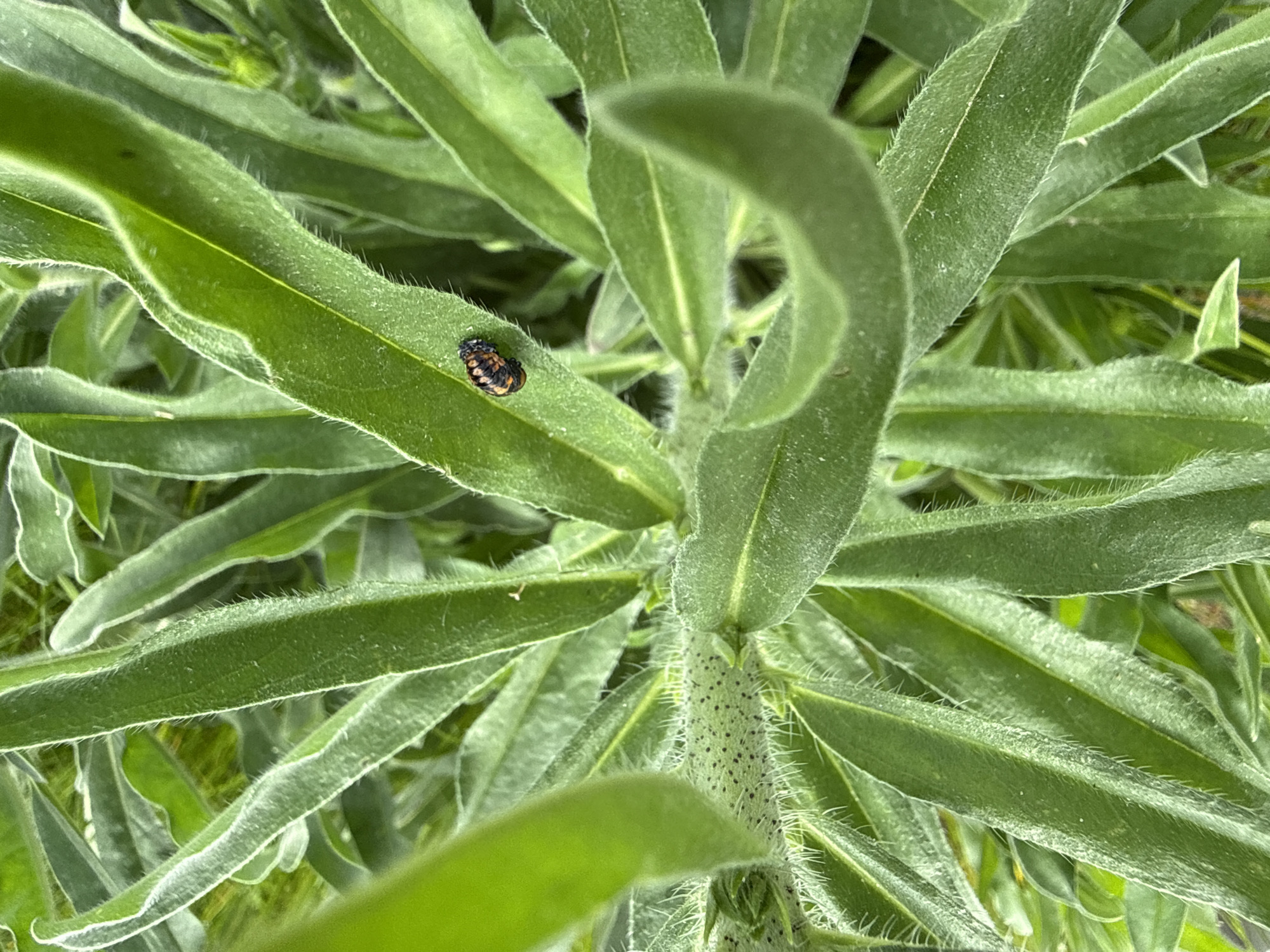 A close-up, high-angle shot captures a black and orange insect larva resting on a hairy green plant. The larva, likely a ladybug larva, is curled into a C-shape and prominently features distinct black and orange bands across its segmented body. It is positioned on one of the elongated, textured leaves of the plant.
The plant itself dominates the frame, showcasing multiple long, narrow, and vibrantly green leaves that are covered in fine, white hairs, giving them a fuzzy appearance. The main stem of the plant, visible in the lower center, is also hairy and dotted with small, dark spots. The leaves display clear vein patterns and appear somewhat rigid, some curving upwards. The background is a soft blur of similar green foliage, suggesting a dense natural environment.
The lighting indicates daytime, possibly under an overcast sky or indirect sunlight, as there are no harsh shadows. No specific activity beyond the larva resting is discernible. There is no visible text. The setting is a natural outdoor environment, consistent with the provided location context of Berezyna, Ukraine.