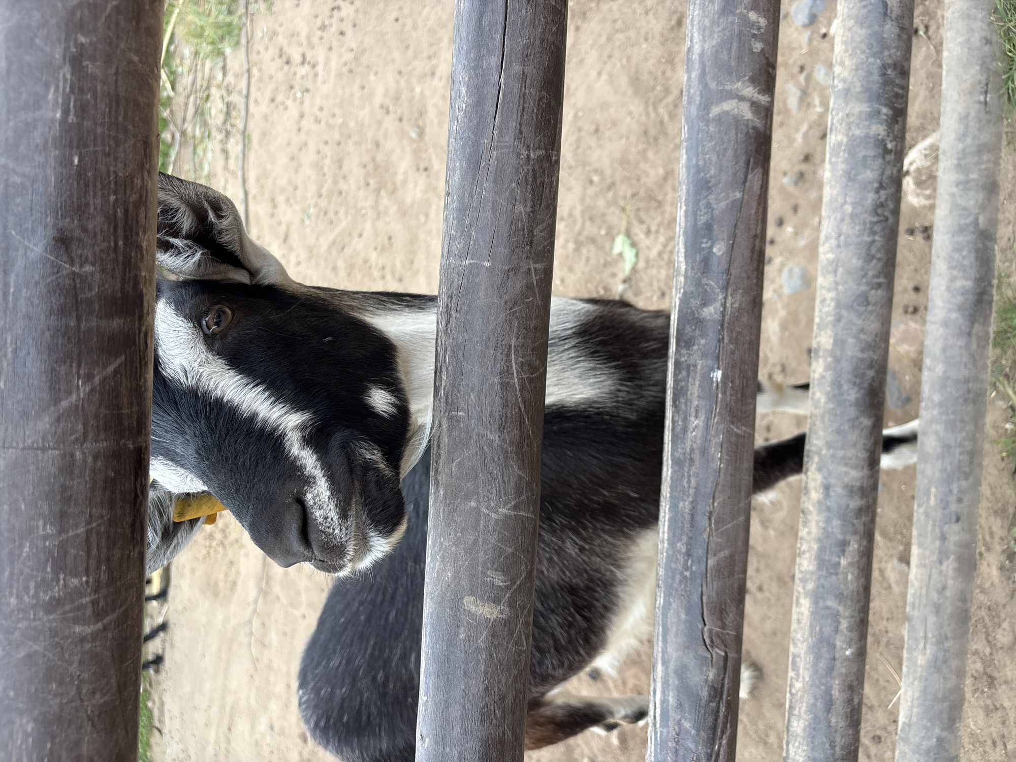 A black and white goat stands behind a wooden fence in a dirt enclosure. The goat is facing forward, looking slightly to the right. Its head is visible through the top opening of the fence, with its body extending downwards behind the fence. The goat has a yellow tag in its ear. The ground is made of dirt and sand, with some sparse vegetation visible in the background. The fence is made of rough, weathered wooden logs. There are no people visible in the image. The scene appears to be an outdoor animal enclosure.