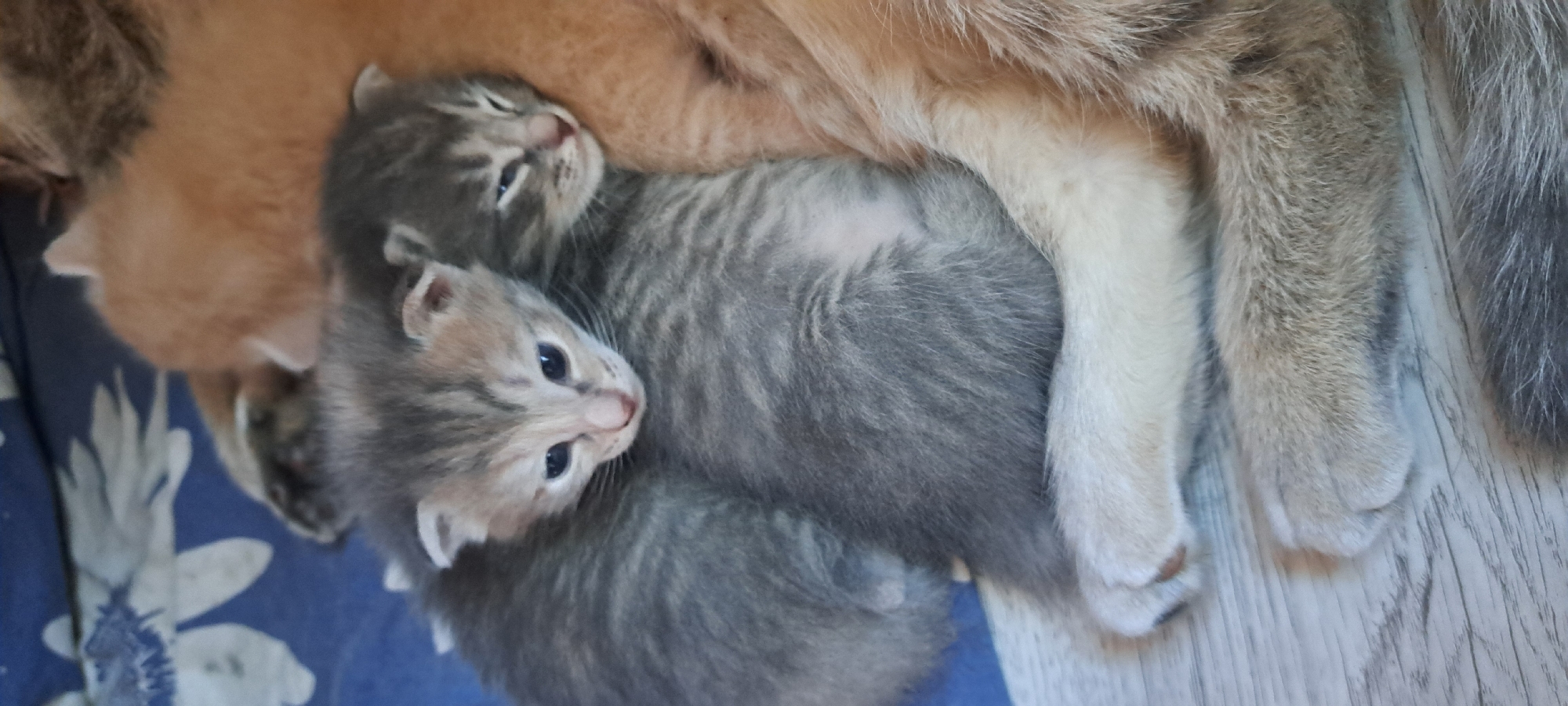 Two very young kittens, appearing to be domestic shorthairs, are nestled together and asleep. One kitten is grey with tabby markings and is curled on top of another kitten, whose head is partially visible. Both kittens have closed eyes, indicating they are sleeping soundly. The kittens are lying on a surface that appears to be a blue fabric with a floral pattern, possibly a blanket or bedding. In the background, a portion of an adult cat's ginger-colored fur is visible, suggesting the kittens are being cared for by their mother. The overall scene is one of peaceful slumber and maternal care. The image does not contain any specific geographic markers to indicate a location in Azhmushkino, Russia.