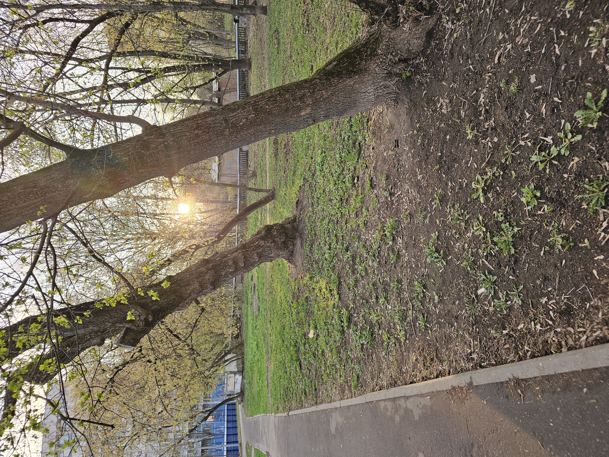 This image depicts a serene outdoor scene in Khimki, Russia, bathed in the warm, low light of a sunny day, likely during the golden hour of late afternoon. The overall impression is one of early spring, as many trees are just beginning to bud.
In the foreground, a paved pathway runs along the right side of the frame, bordered by a concrete curb. To the left of the path, the ground transitions from a strip of bare soil with scattered fallen leaves and sparse green shoots to a more densely vegetated grassy area further into the scene.
The midground is characterized by two prominent tree trunks that cut diagonally across the frame, extending from the lower-left towards the upper-right. The branches of these trees are covered with numerous small, light green leaves, indicating new growth. The sun is visible peeking through the branches of the tree on the left, creating a strong sunburst and lens flare, highlighting the fresh foliage. Beyond these trees, a larger expanse of green grass and mixed vegetation stretches out.
In the background, additional trees with budding leaves are visible, suggesting a park or urban green space. Through the gaps in the trees on the far left, modern buildings with distinctive blue-tinted windows can be glimpsed, situating the natural elements within an urban context. A faint fence or railing is also visible in the upper-right background.
No people or specific activities are depicted in the image. The weather appears clear and sunny. There is no visible text. The scene conveys a tranquil atmosphere, showcasing the quiet beauty of an urban park in springtime.