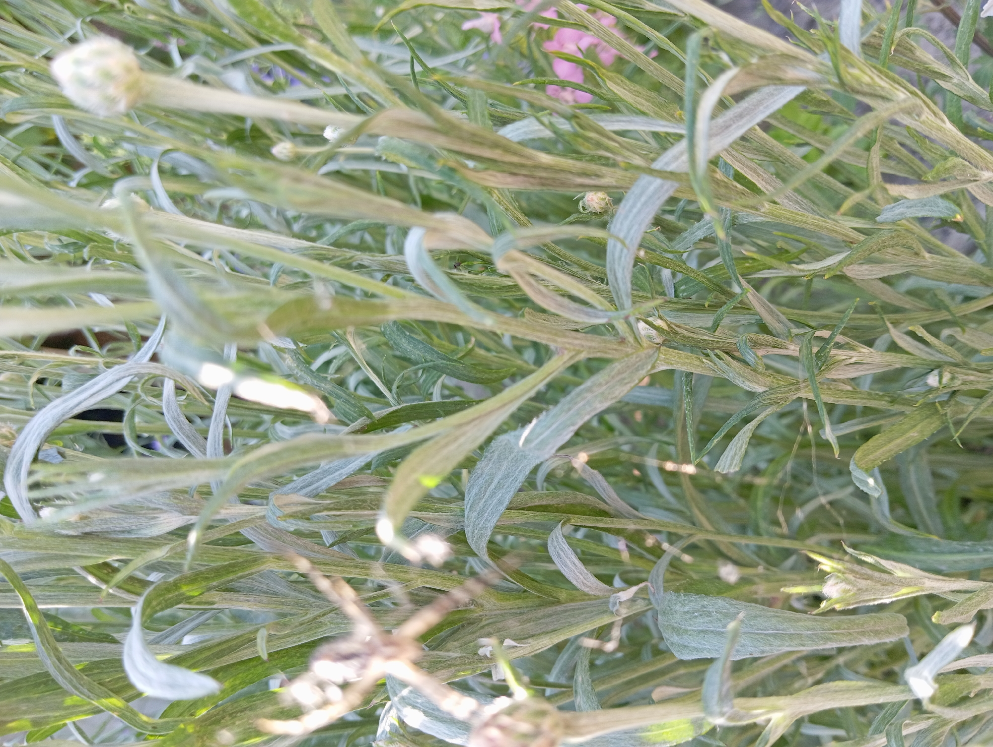 The image is a close-up, top-down view of a dense cluster of plants with long, slender, pale green leaves. The leaves are soft and appear to be covered in a fine fuzz, giving them a silvery or dusty appearance. Some leaves are gently curved or twisted, creating a sense of movement within the foliage. Scattered amongst the leaves are small, white, bud-like structures, some are round and fuzzy, while others are more elongated and pointed. In the background, hints of pink and purple flowers can be seen, suggesting that this is a flowering plant. The lighting is bright, indicating it is likely daytime. The overall impression is one of natural abundance and delicate texture. The location is given as Aktau, Kazakhstan. No people, text, or specific activities are visible.