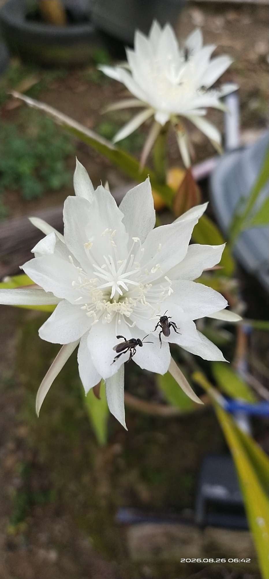 A close-up, slightly blurred shot captures a white flower with delicate petals. Two small, dark insects are visible on the flower's petals, one on the lower left and another towards the upper right. In the background, another white flower is out of focus, with green foliage and a blurry, dark circular object. The overall setting appears to be outdoors, possibly a garden. The timestamp "2026.08.26 06:42" is present in the lower right corner of the image. The location of Matabu, Indonesia, is not visually represented in the image itself.
