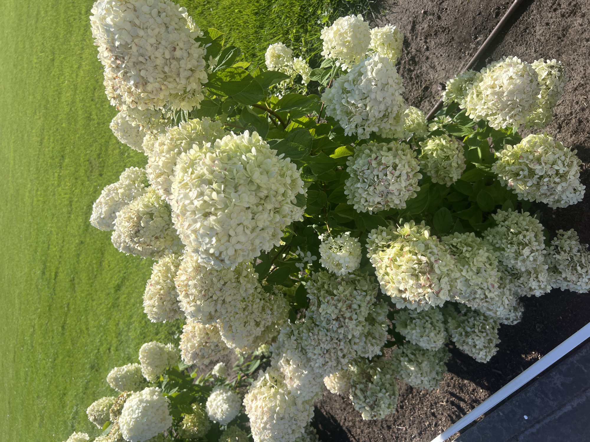 A lush green lawn provides a vibrant backdrop to a cluster of white hydrangeas. The flowers, dense and voluminous, are in full bloom, their petals tinged with subtle hints of pink and yellow, indicating a natural progression of their life cycle. The surrounding ground is covered in dark soil, hinting at a garden bed. A thin, white border runs along the lower left edge of the frame, separating the garden from the lawn. A dark, flexible hose lies across the soil on the right side of the image, likely used for irrigation. The scene is bathed in bright sunlight, casting sharp shadows that emphasize the texture and volume of the hydrangea blooms. The image appears to be captured in Khryashchevka, Russia, a location characterized by its suburban and natural landscapes.
